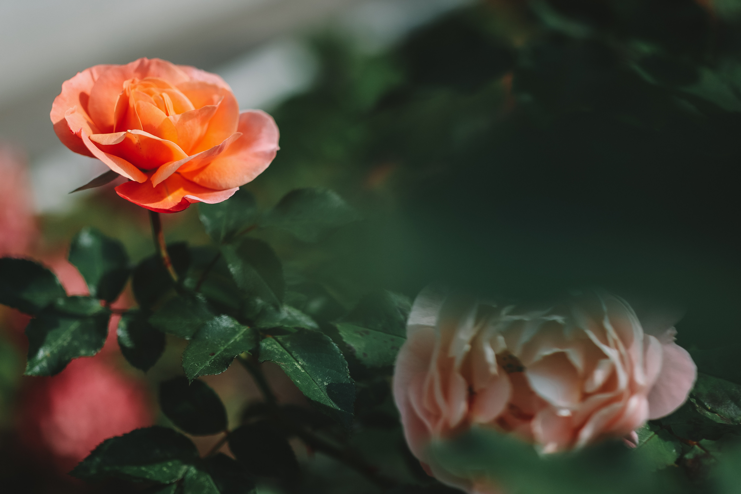 Осенние цветы. Портретный фотограф в Москве Анастасия Потёмкина