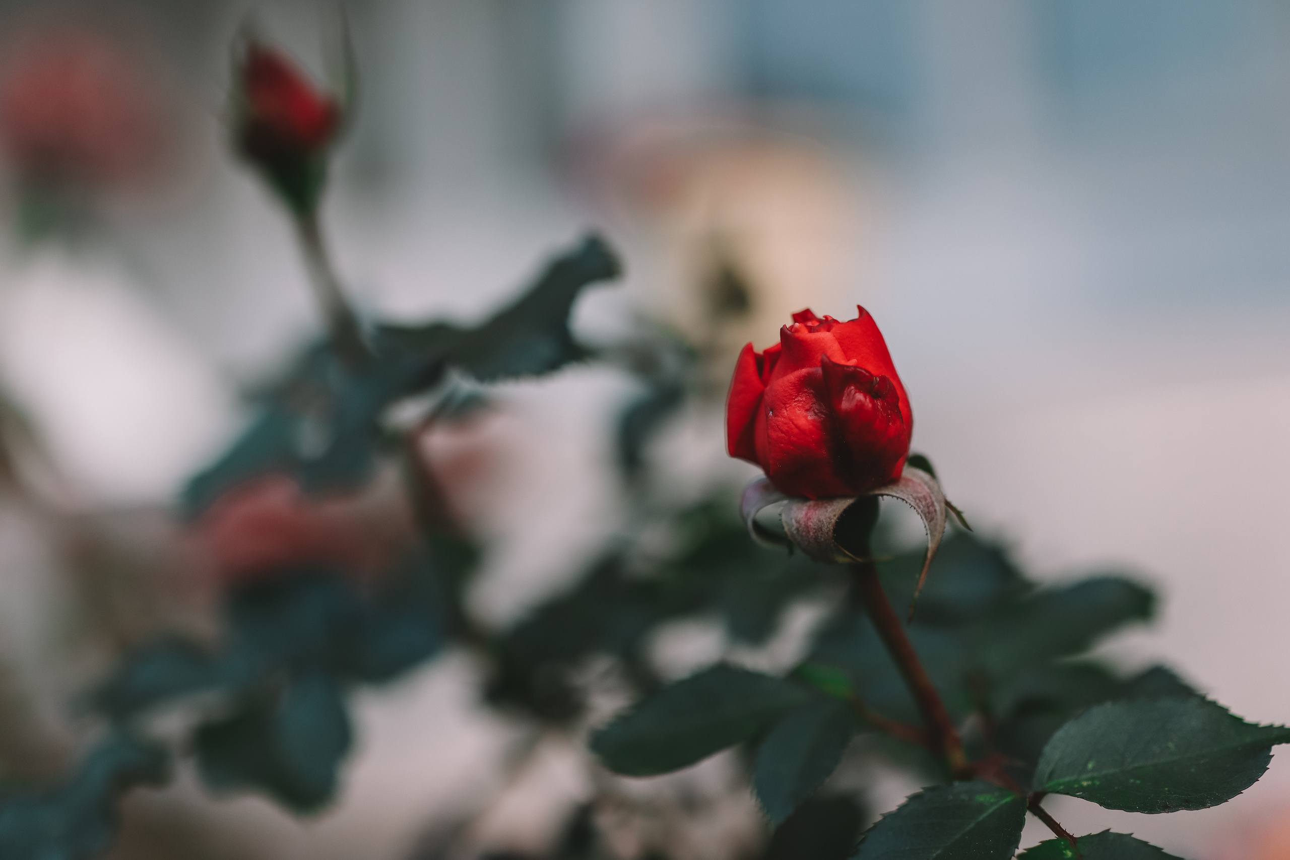 Осенние цветы. Портретный фотограф в Москве Анастасия Потёмкина