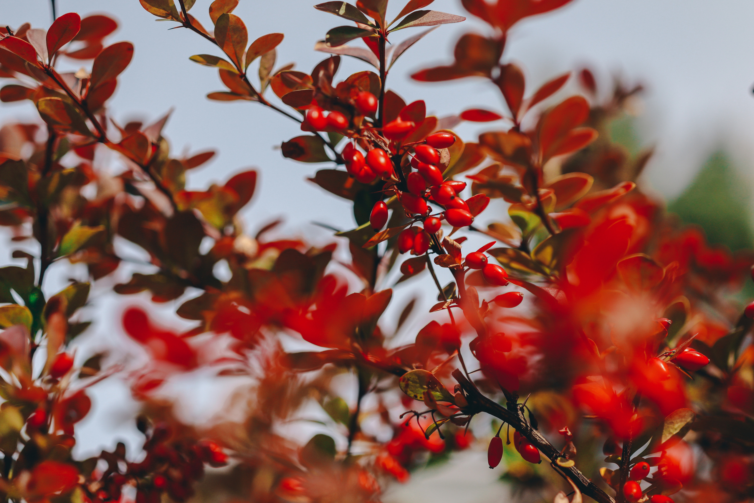 Осенние цветы. Портретный фотограф в Москве Анастасия Потёмкина