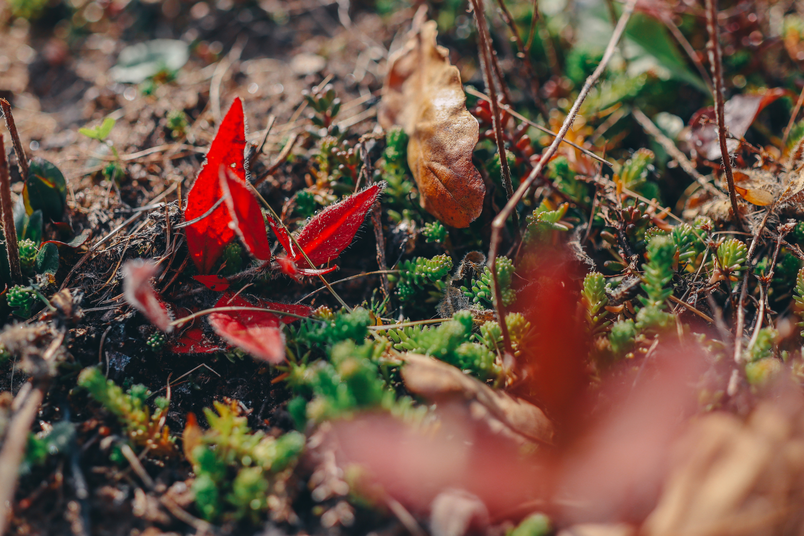 Осенние цветы. Портретный фотограф в Москве Анастасия Потёмкина