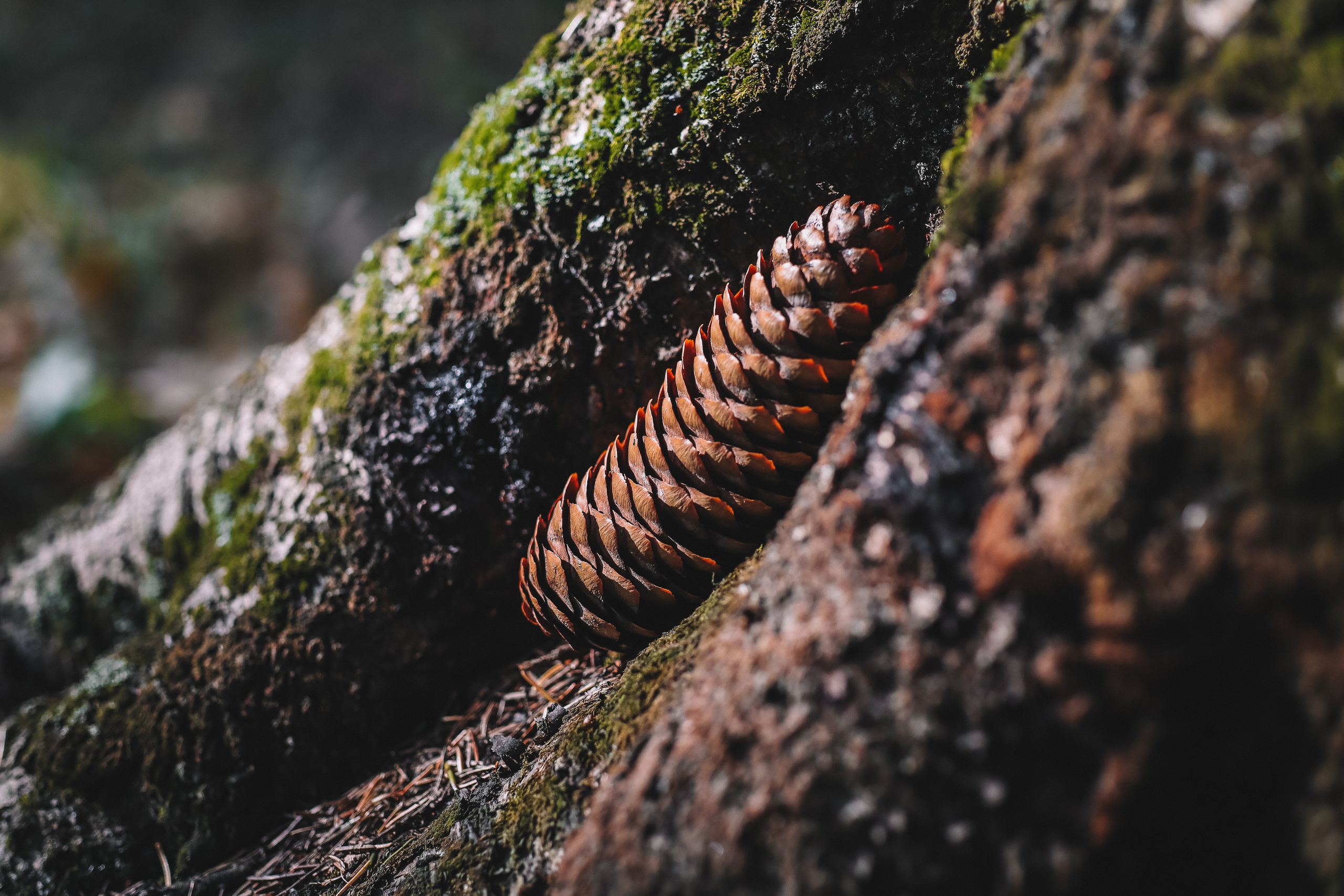 Осенние цветы. Портретный фотограф в Москве Анастасия Потёмкина