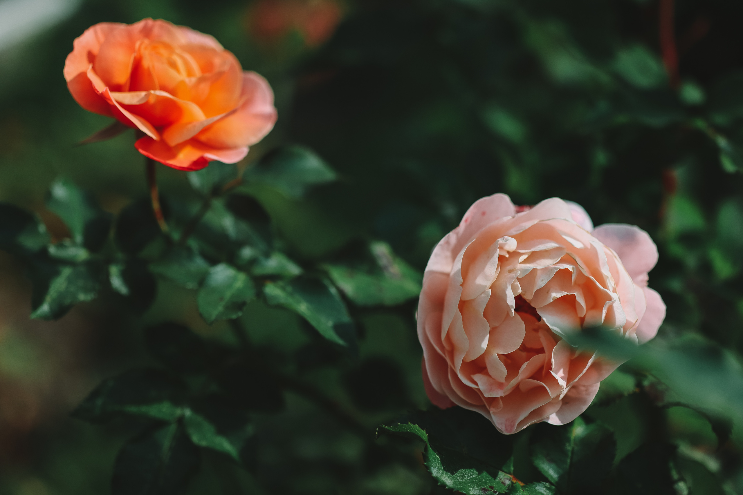 Осенние цветы. Портретный фотограф в Москве Анастасия Потёмкина