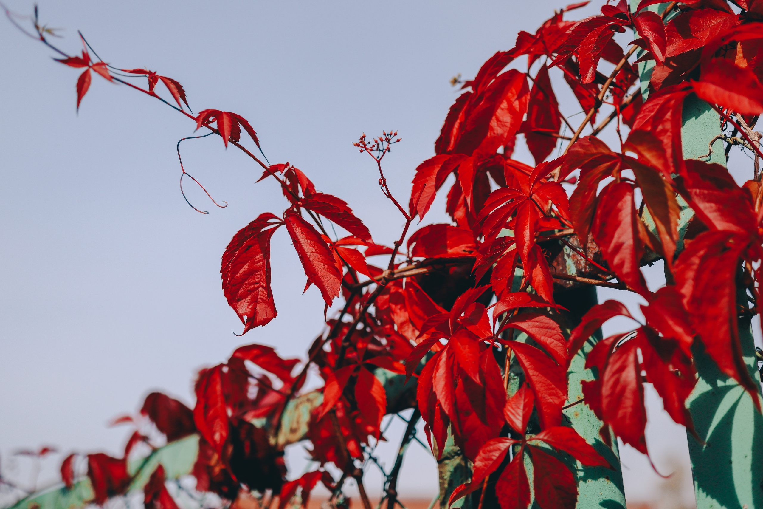 Осенние цветы. Портретный фотограф в Москве Анастасия Потёмкина