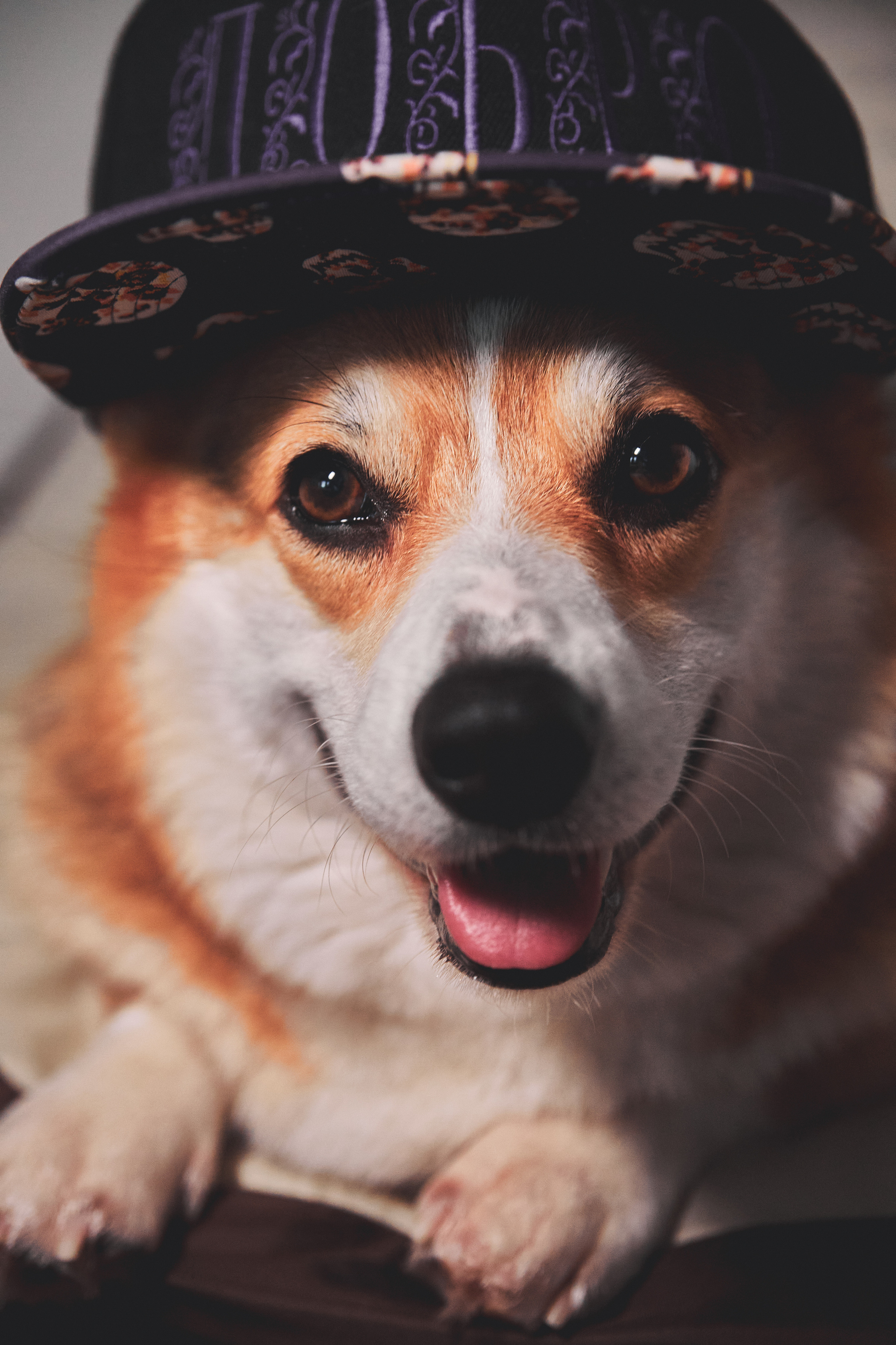 Животные. Портретный фотограф в Москве Анастасия Потёмкина