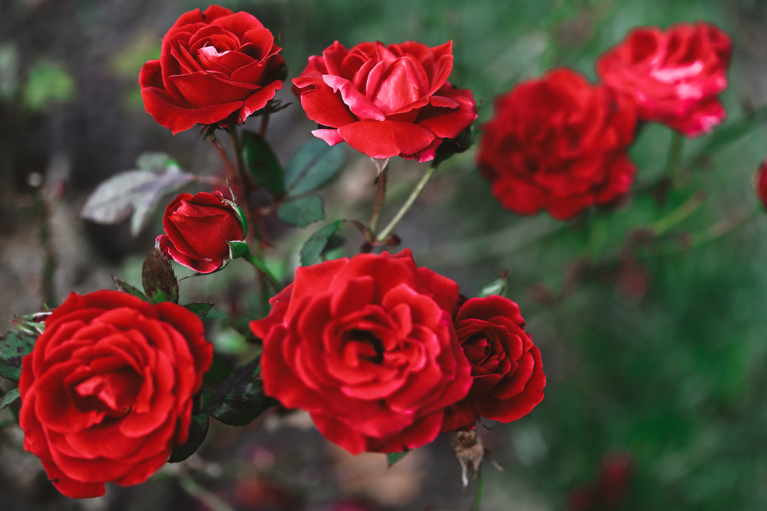 Осенние цветы. Портретный фотограф в Москве Анастасия Потёмкина