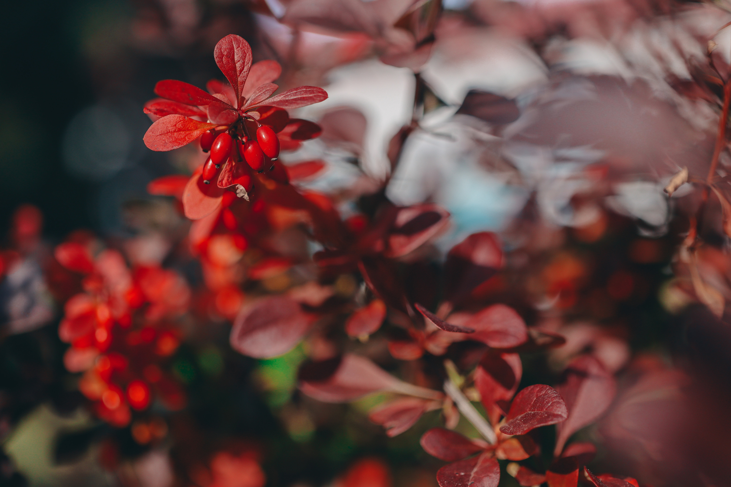 Осенние цветы. Портретный фотограф в Москве Анастасия Потёмкина