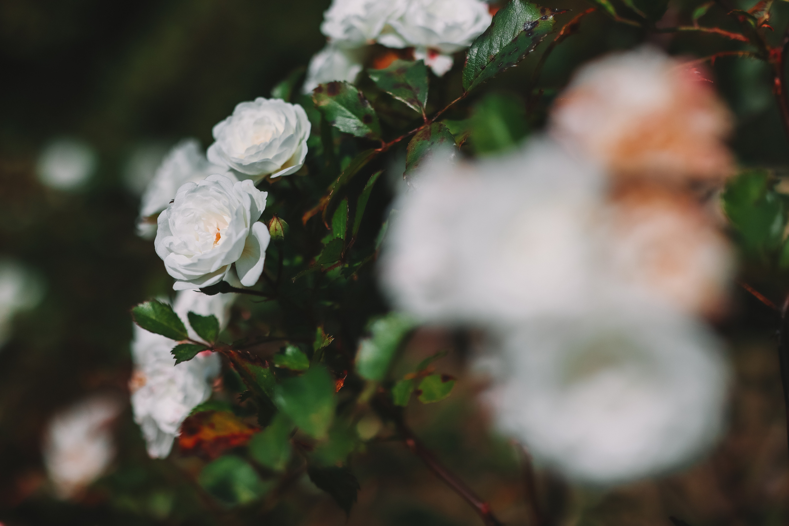 Осенние цветы. Портретный фотограф в Москве Анастасия Потёмкина