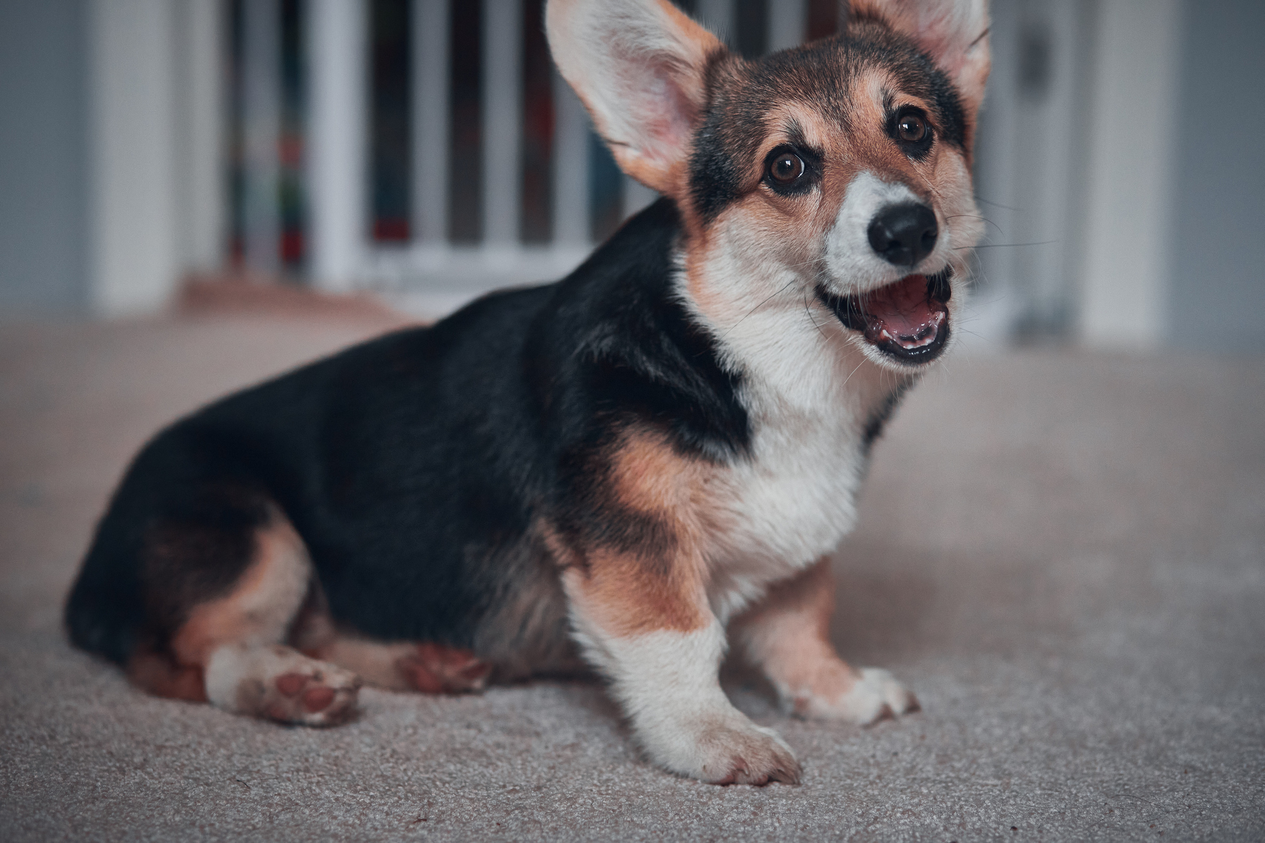 Семейство Дюбюк. Портретный фотограф в Москве Анастасия Потёмкина