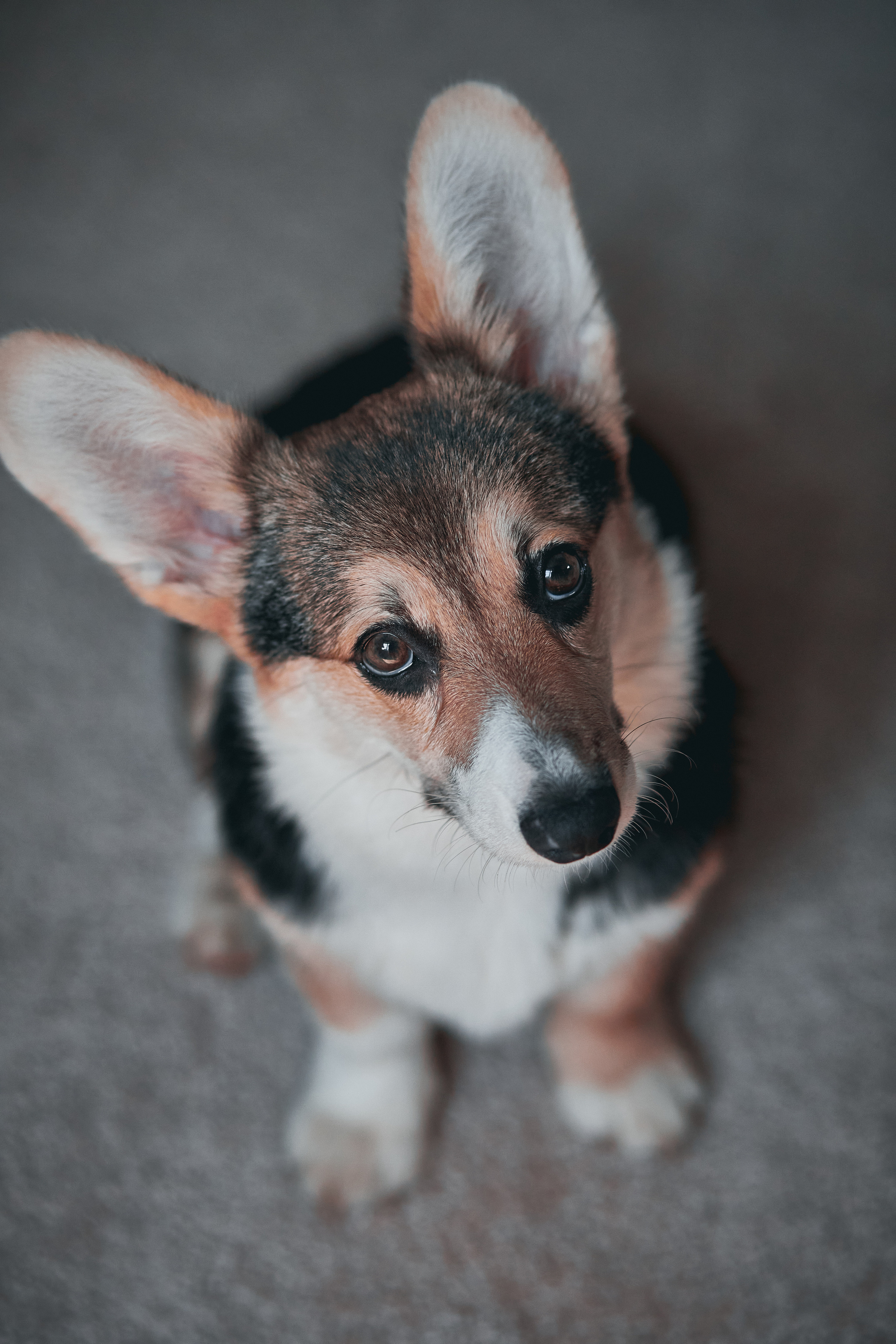Семейство Дюбюк. Портретный фотограф в Москве Анастасия Потёмкина