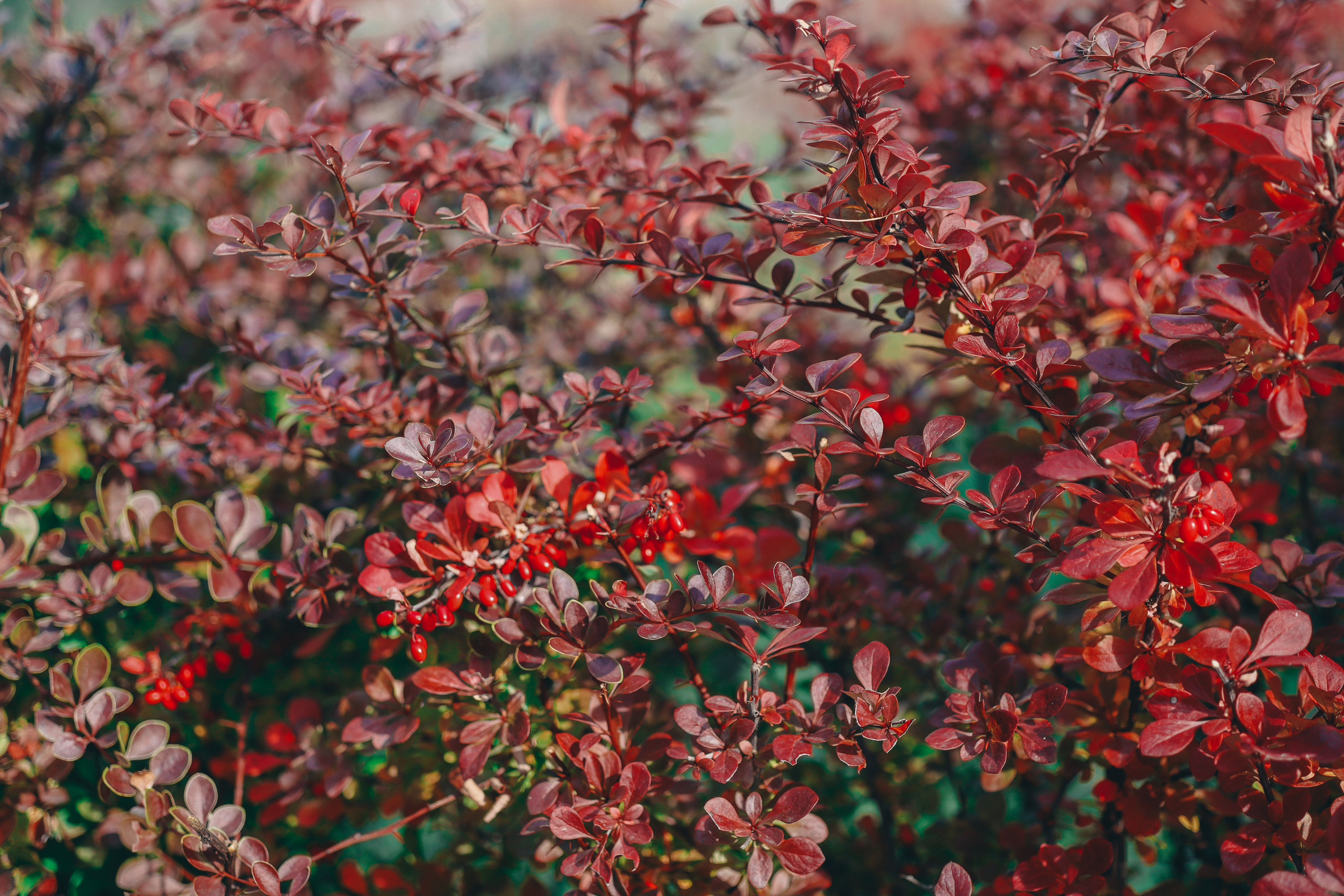 Осенние цветы. Портретный фотограф в Москве Анастасия Потёмкина