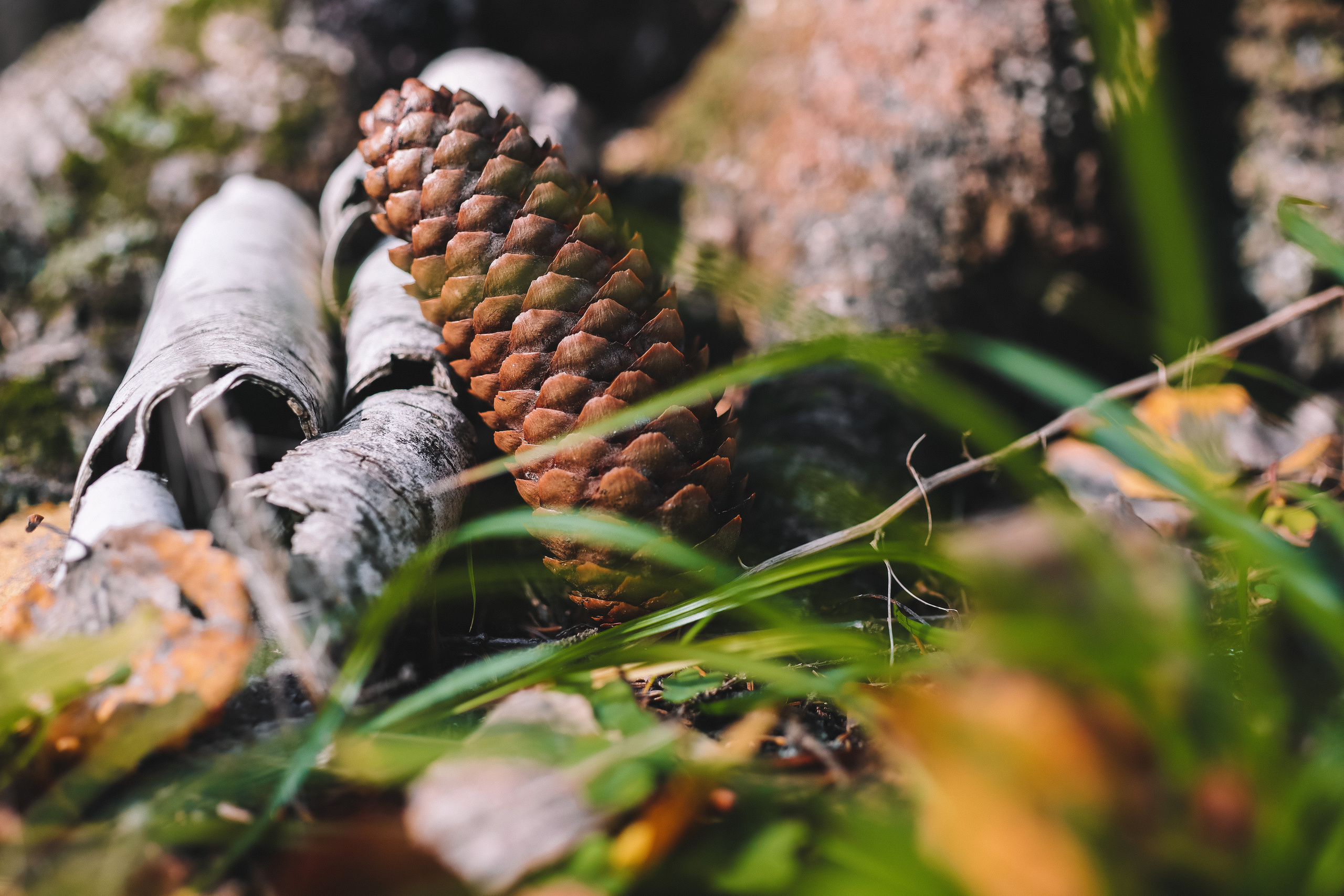 Осенние цветы. Портретный фотограф в Москве Анастасия Потёмкина