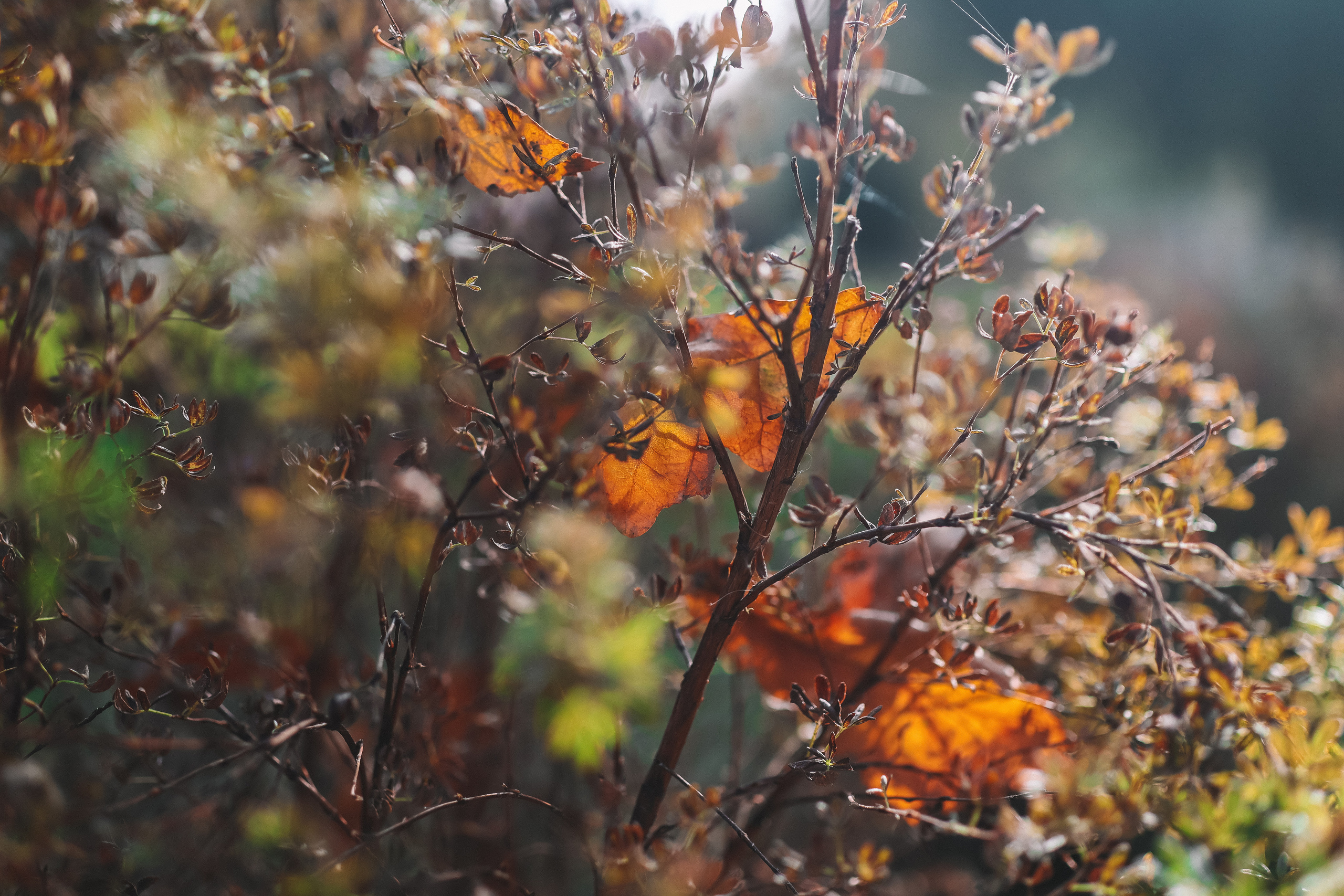 Осенние цветы. Портретный фотограф в Москве Анастасия Потёмкина