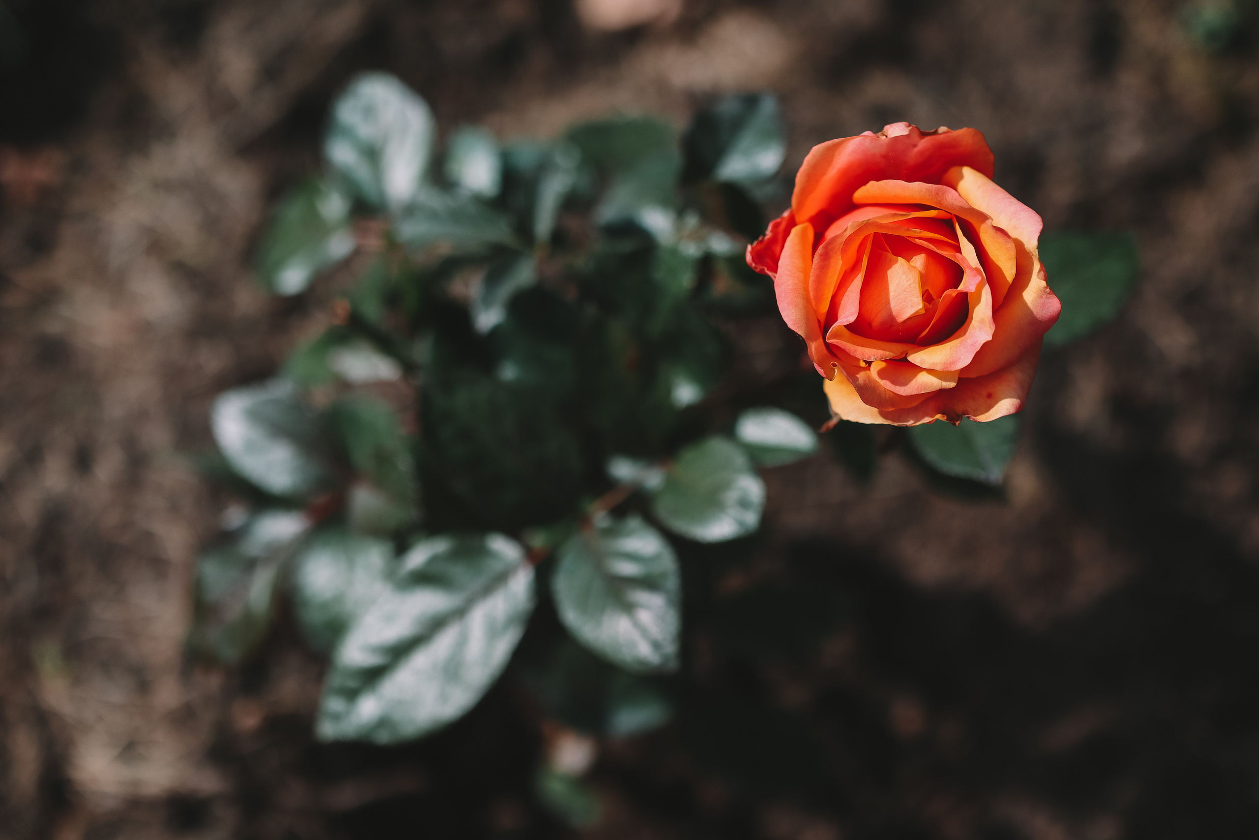 Осенние цветы. Портретный фотограф в Москве Анастасия Потёмкина