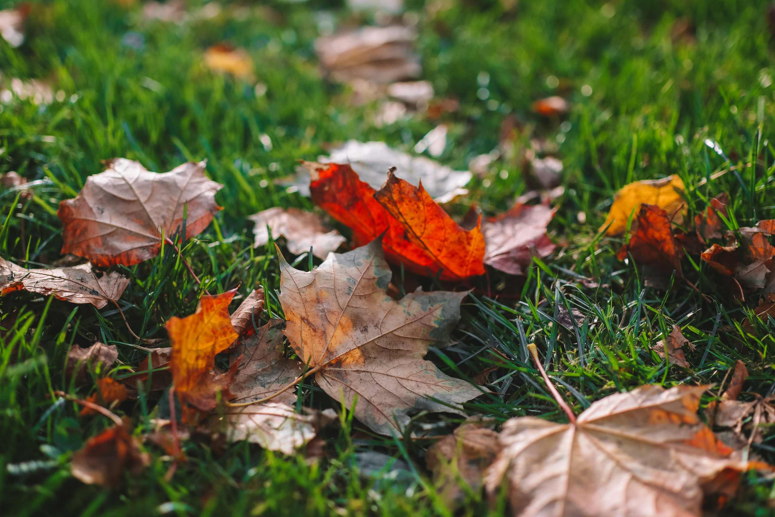 Осенние цветы. Портретный фотограф в Москве Анастасия Потёмкина