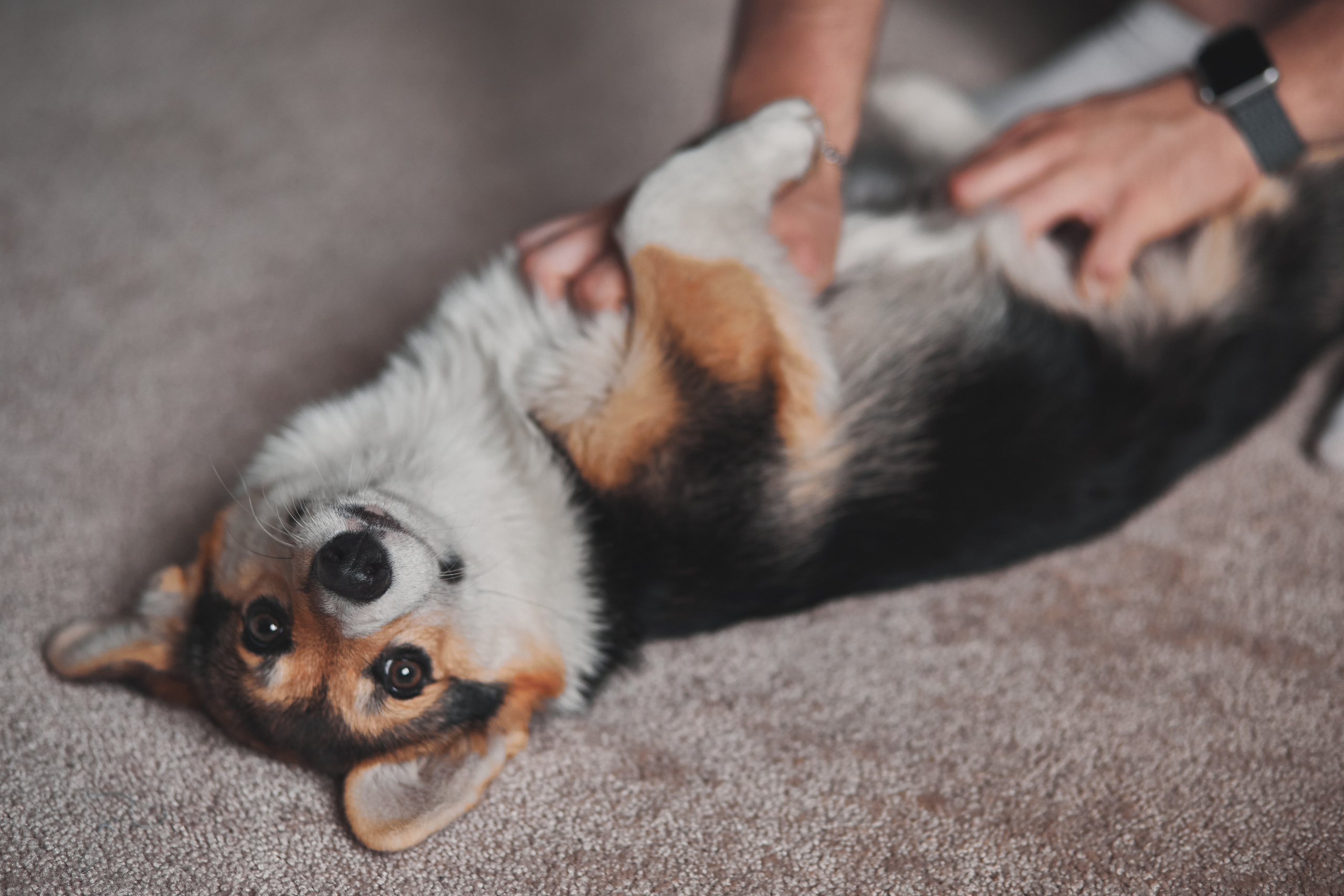Семейство Дюбюк. Портретный фотограф в Москве Анастасия Потёмкина