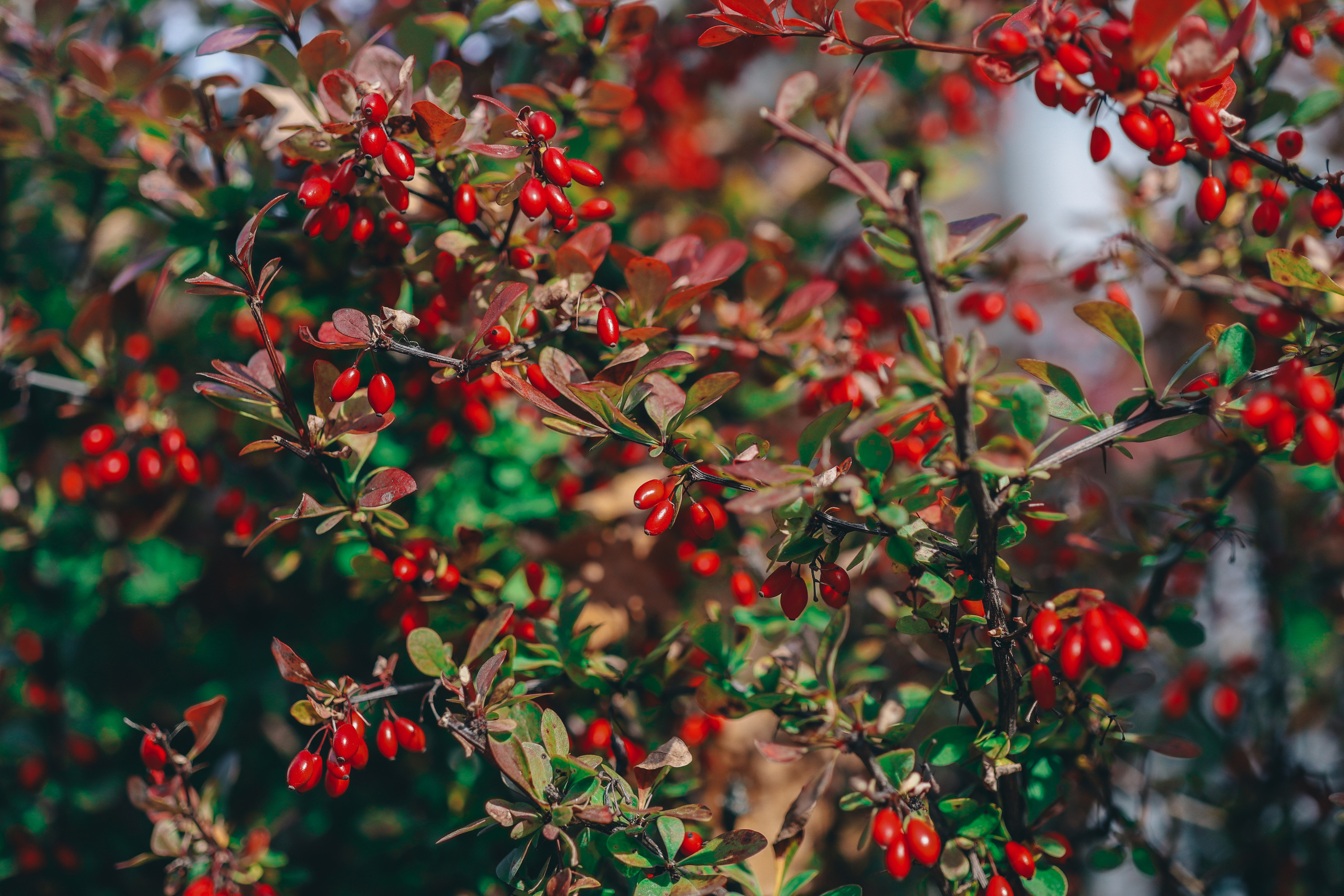 Осенние цветы. Портретный фотограф в Москве Анастасия Потёмкина