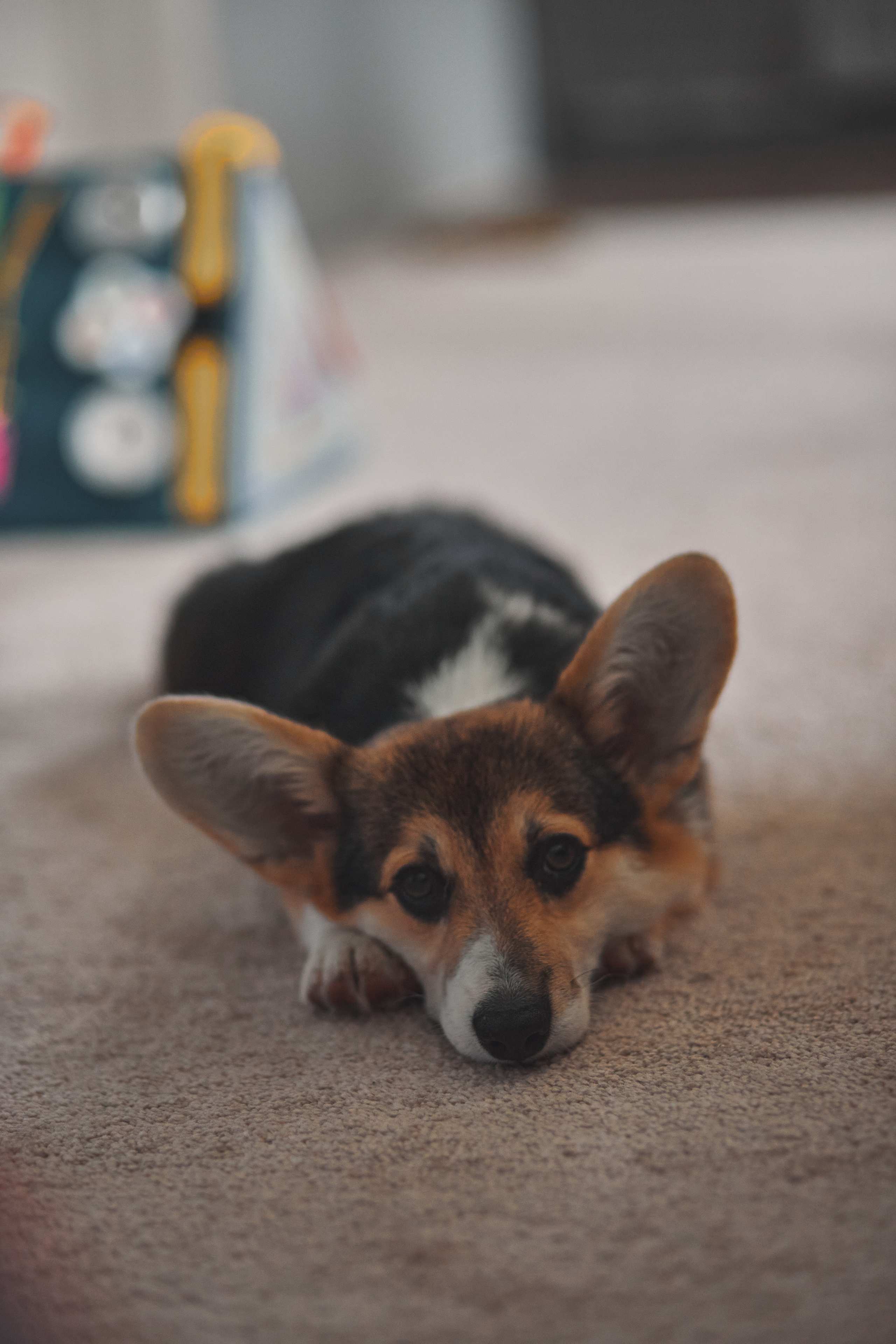 Семейство Дюбюк. Портретный фотограф в Москве Анастасия Потёмкина