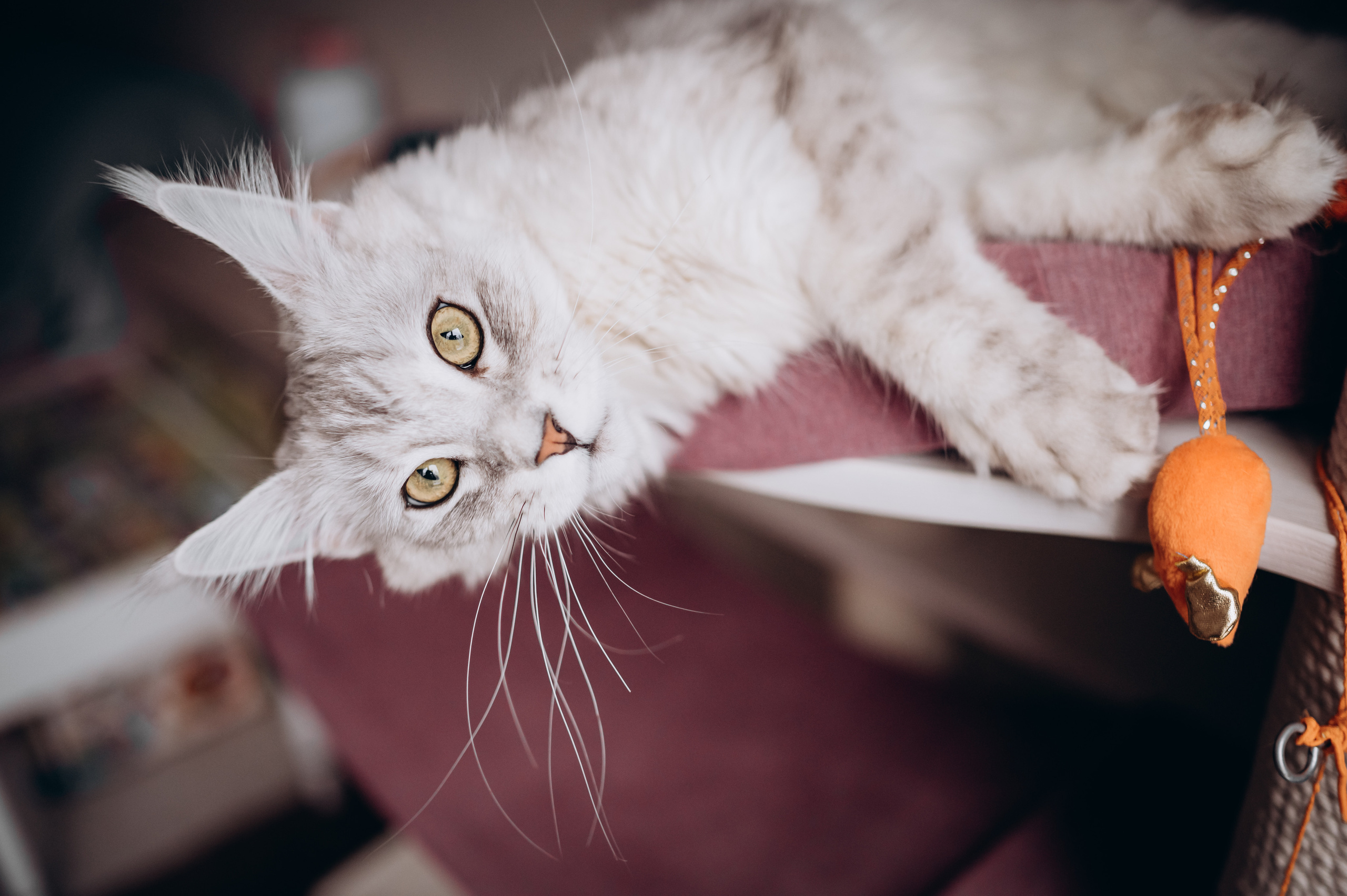 Настя Андрей Ромашка. Детский и семейный фотограф в Москве