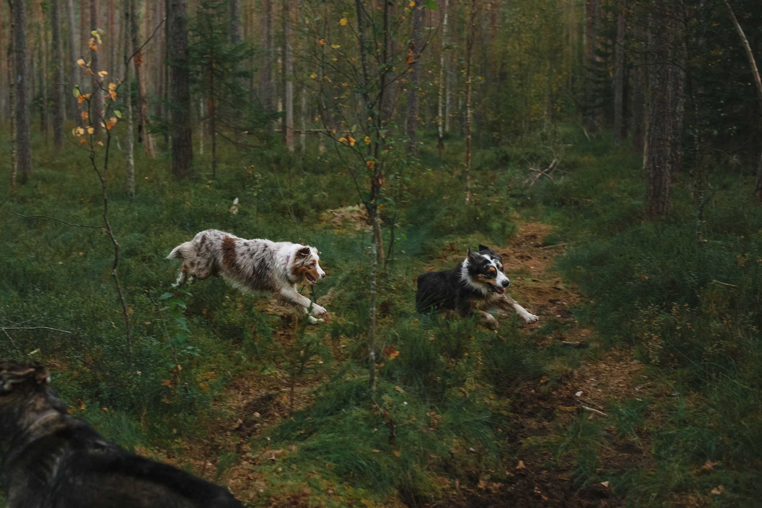 Фотопрогулка в Ленобласти. Фотограф-анималист Татьяна Степанова