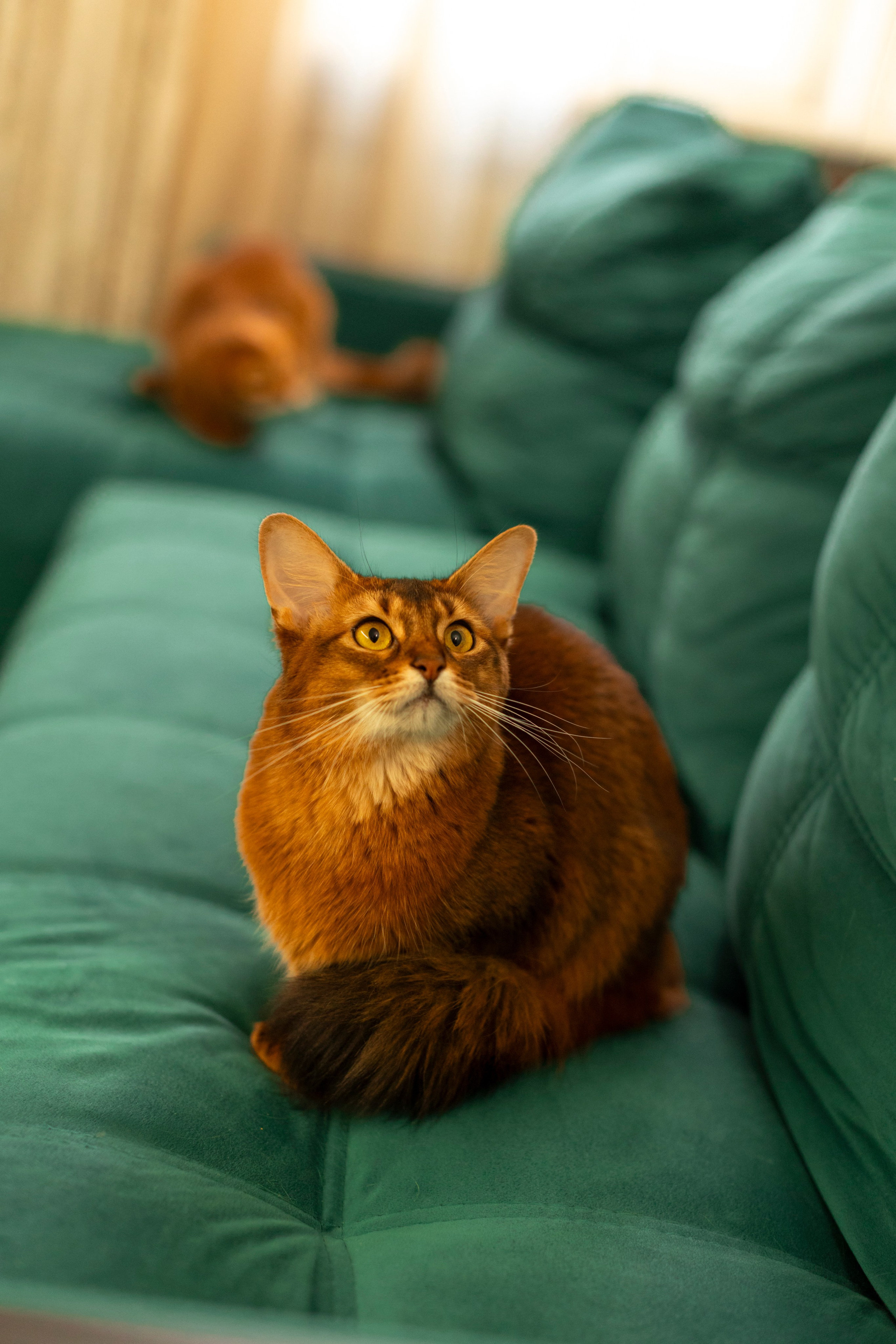 Сомали. Art my Pho