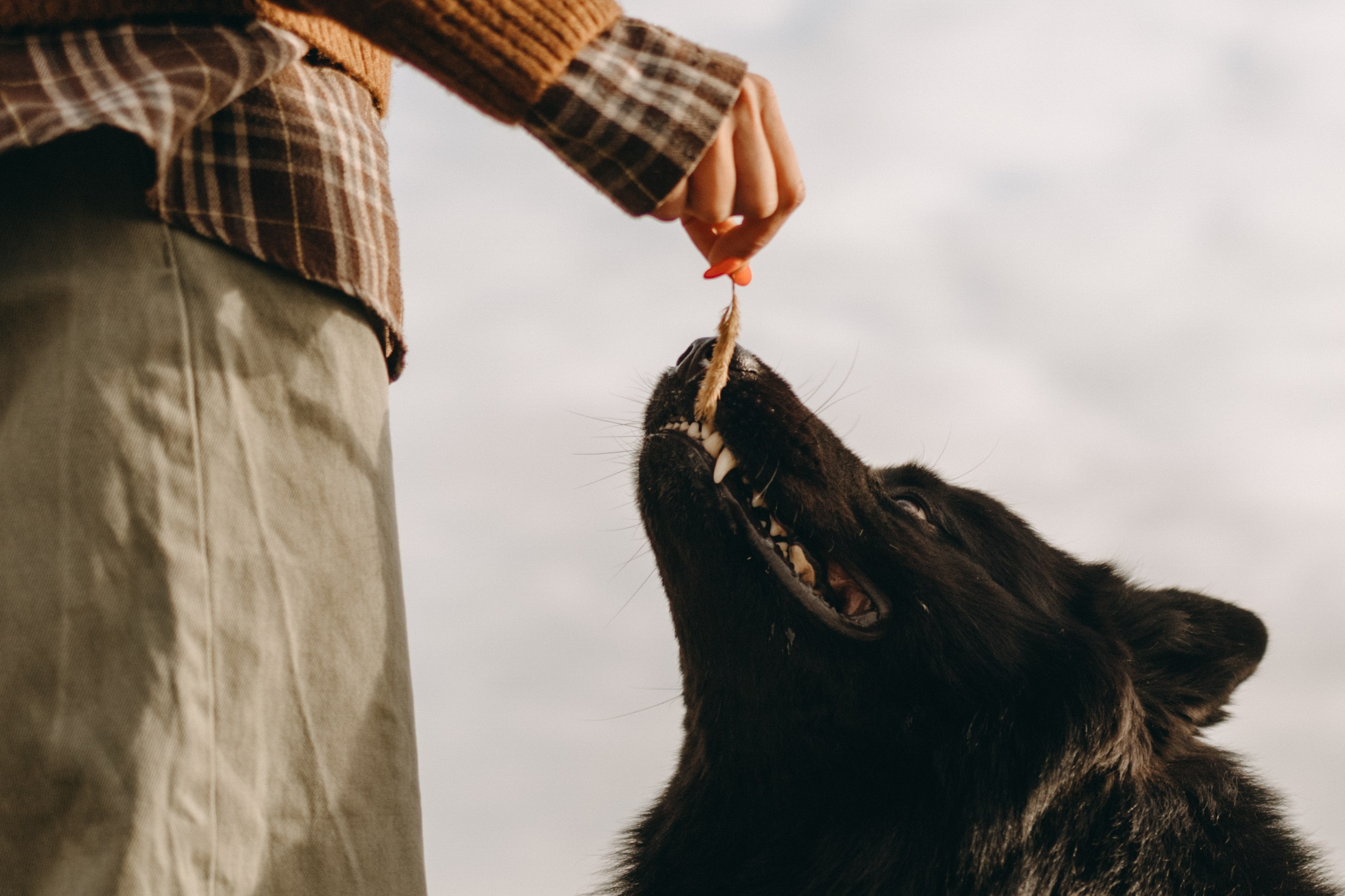 Лора и Джанго. Фотограф — Анималист | Санкт-Петербург