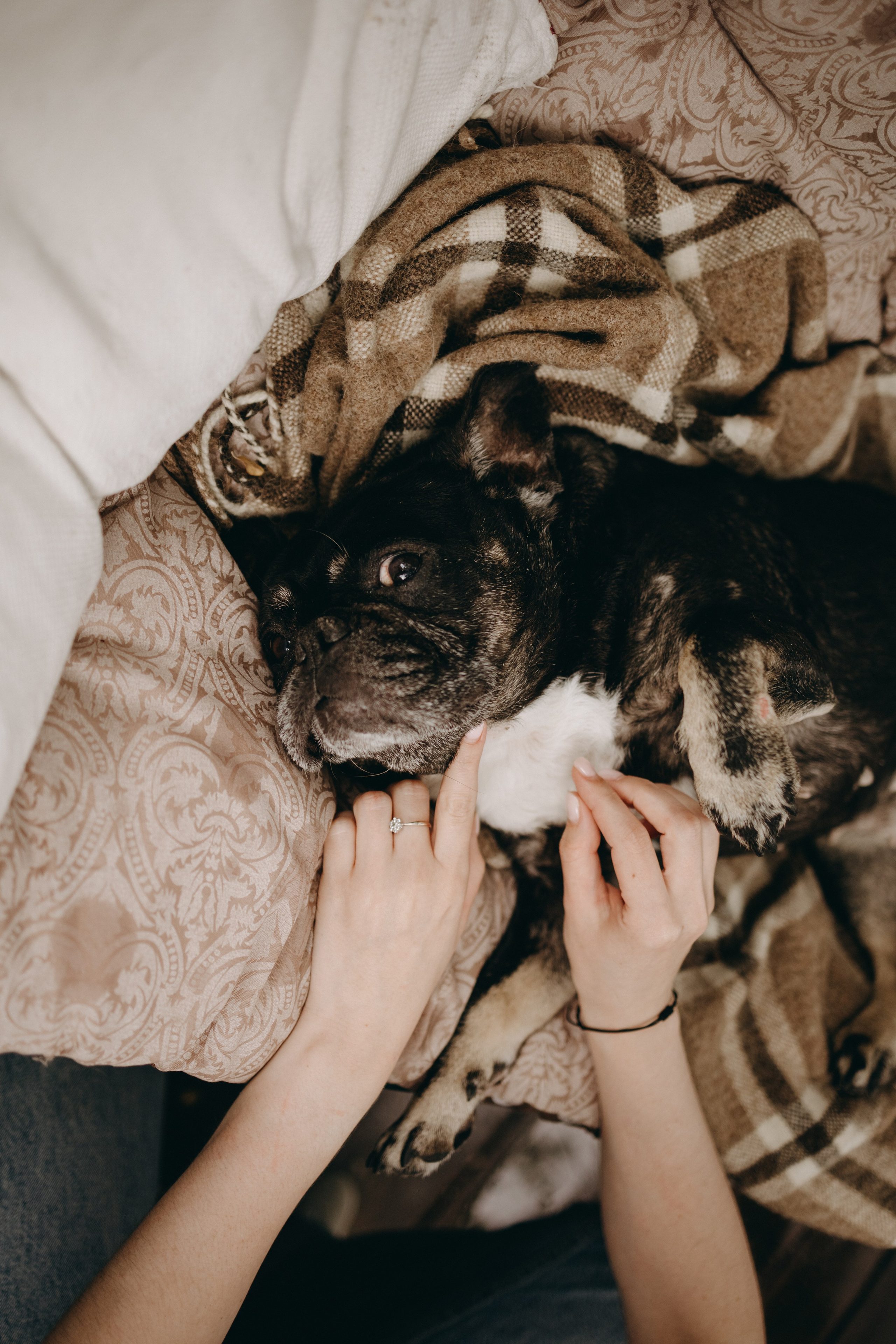 Софа и ее хвостики. Фотограф — Анималист | Санкт-Петербург