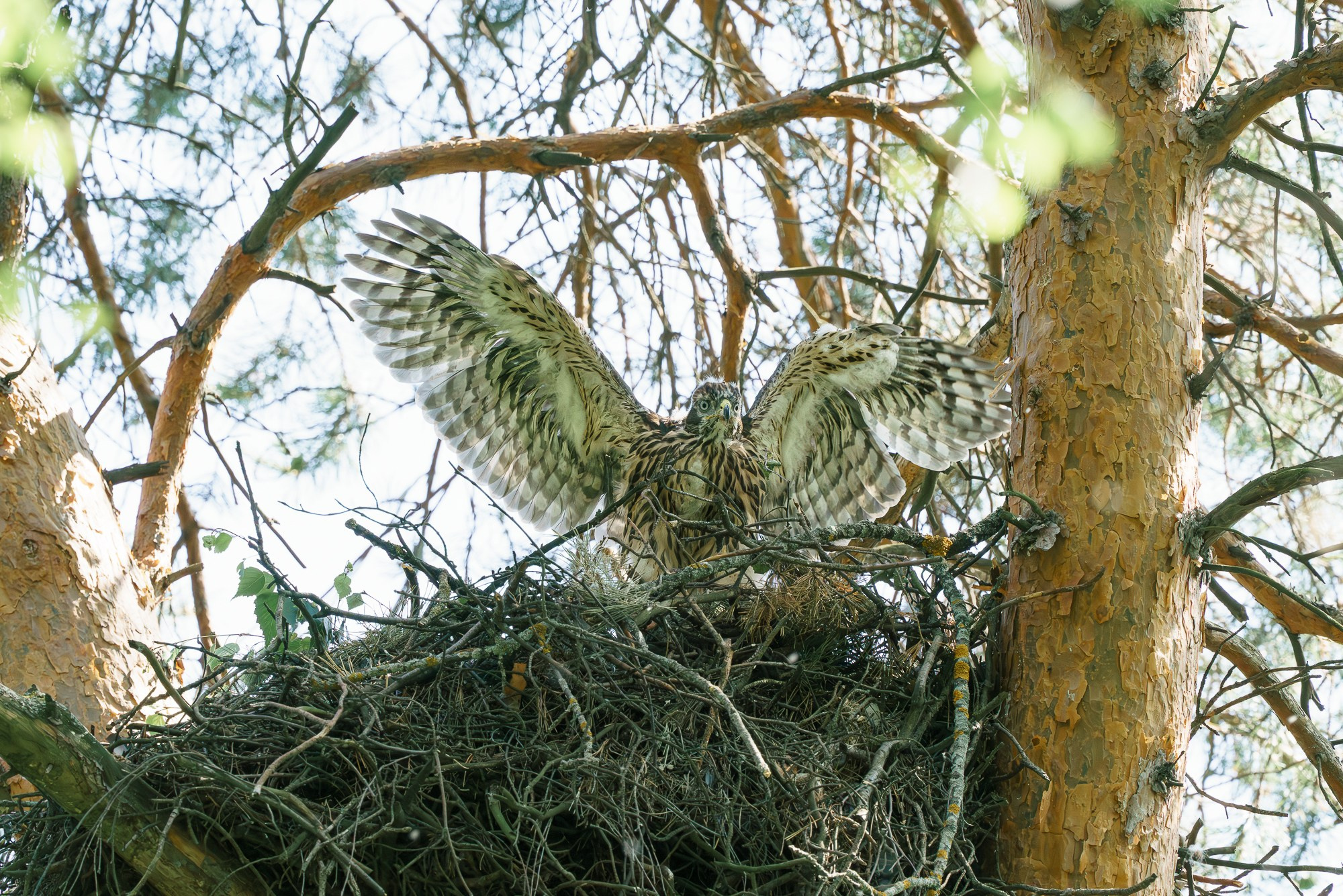 Удивительные мир птиц. Вокруг нас столько прекрасного — присмотритесь!. Ваш личный фотограф Марина Волкова