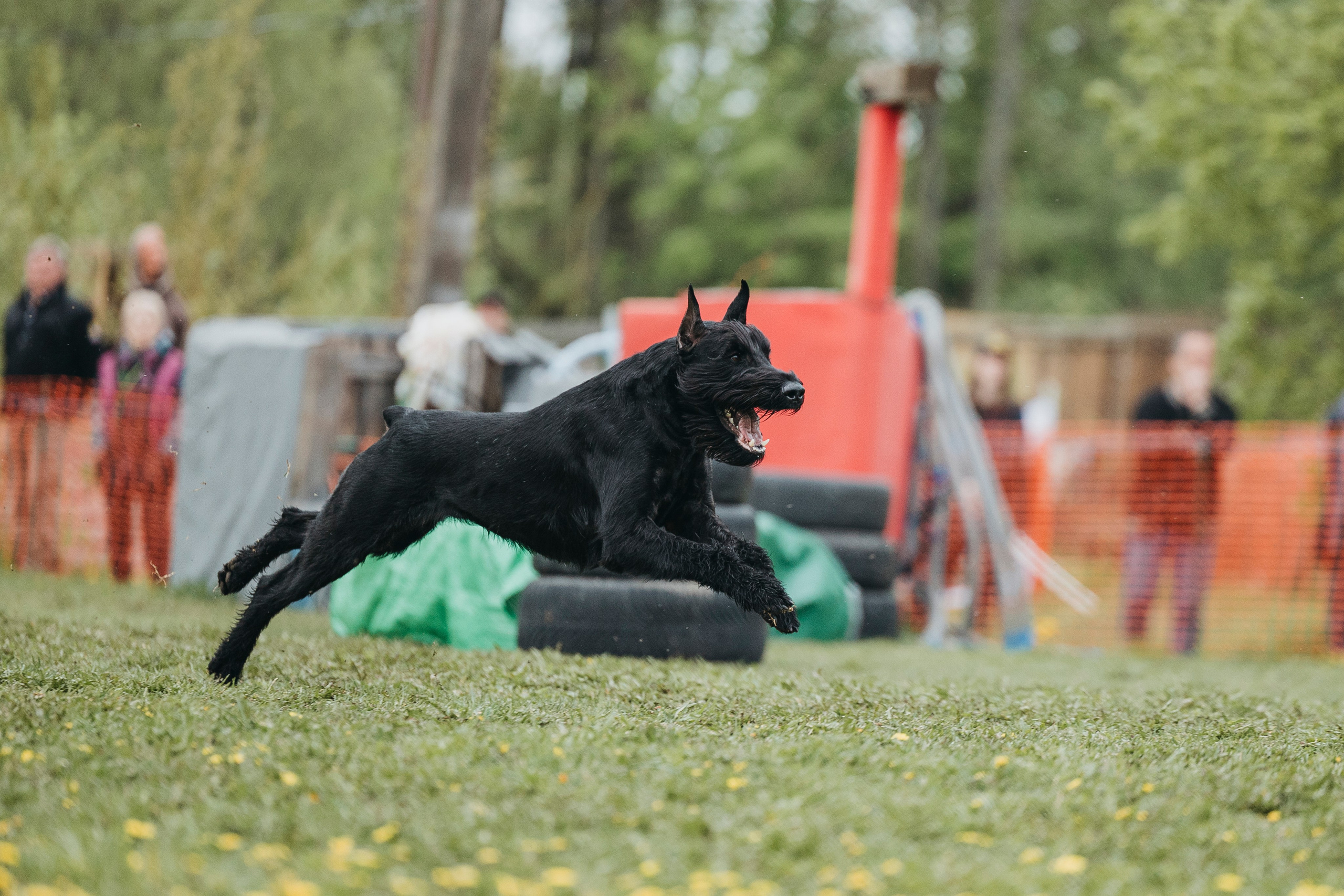 26.05.25 г. Пушкин квалификационные соревнования. Фотограф-анималист Анна Маринич