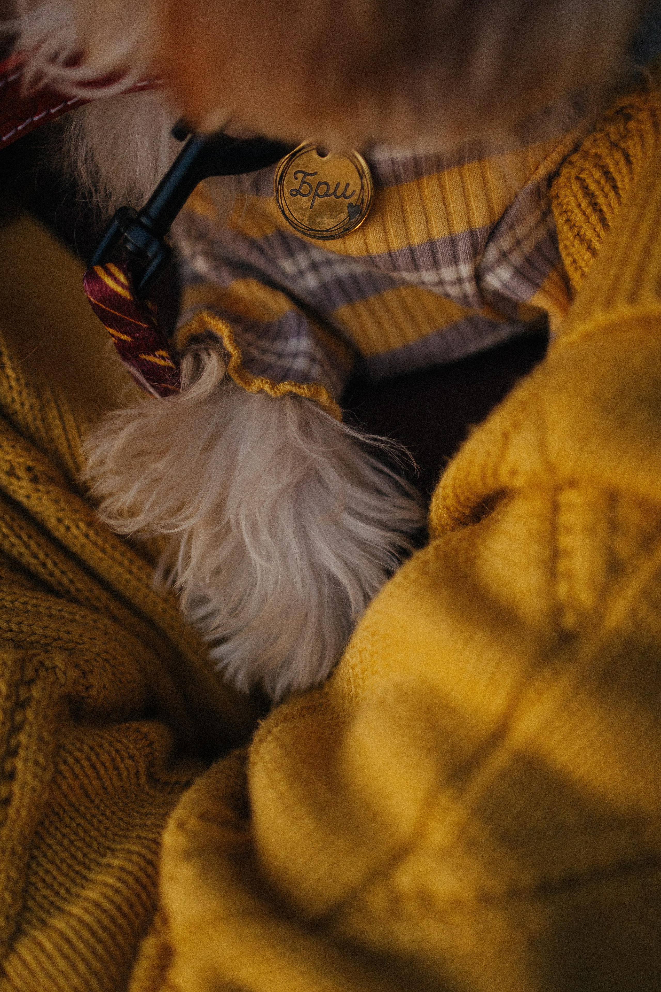 Оля и Бри. Фотораф — анималист Мария Шистка