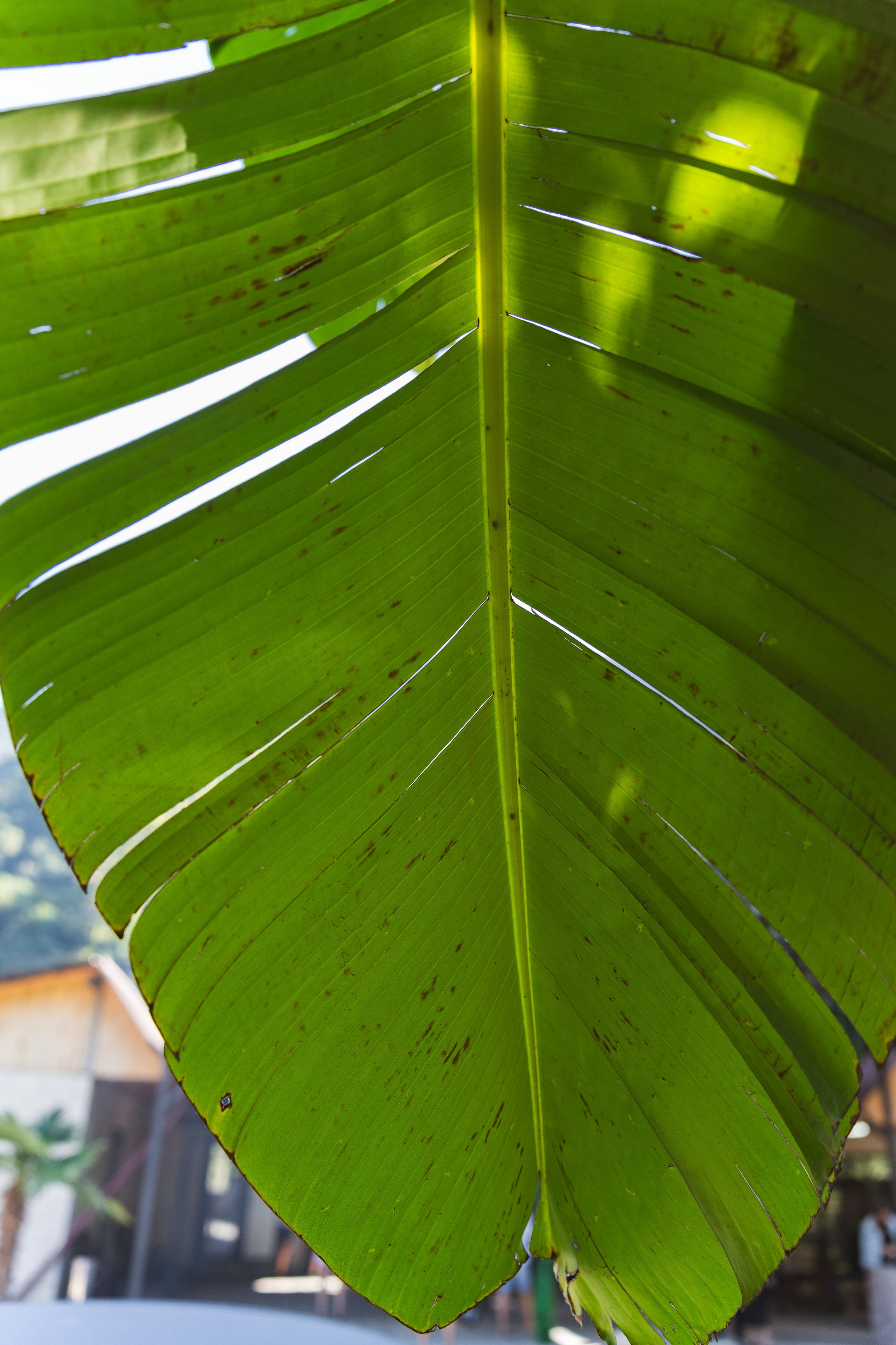 Фотографии из поездки в Абхазию. Предметный фотограф Санкт-Петербург