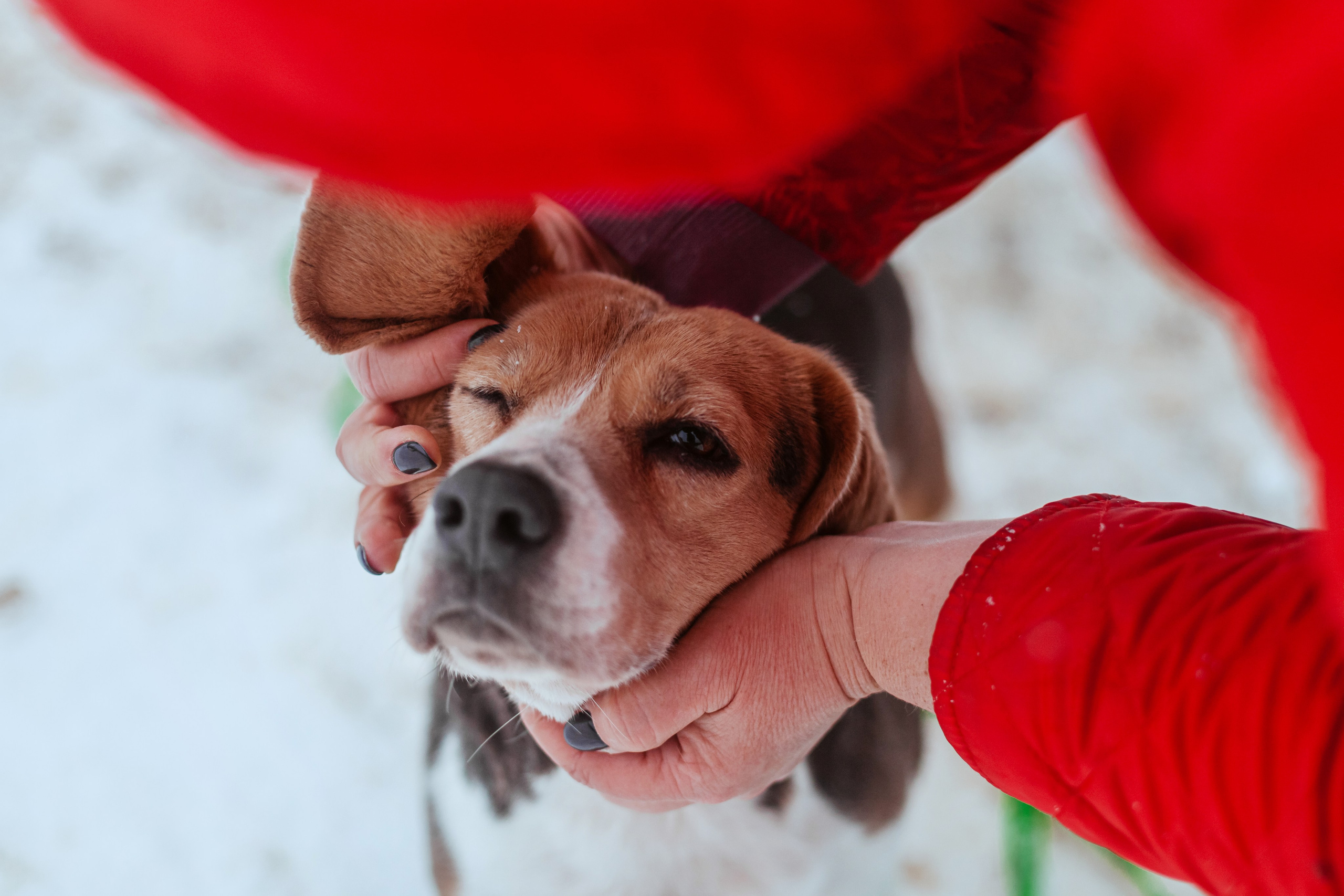 Дом для Биглей 2023. Фотограф-анималист Татьяна Степанова