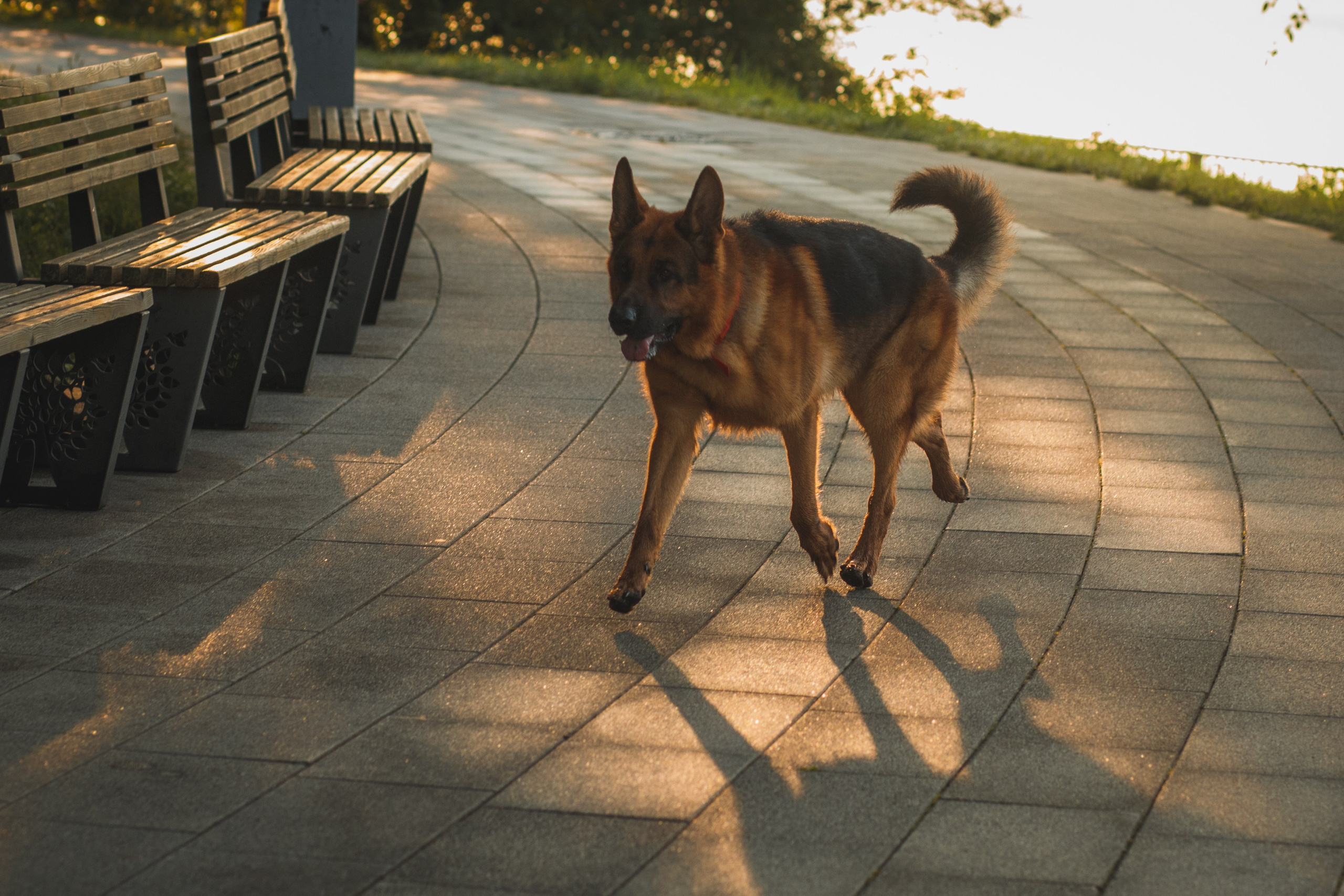 Фотопрогулка молодой девушки и ее собаки летним утром в парке. Семейный и школьный фотограф в Москве Анна Ткач