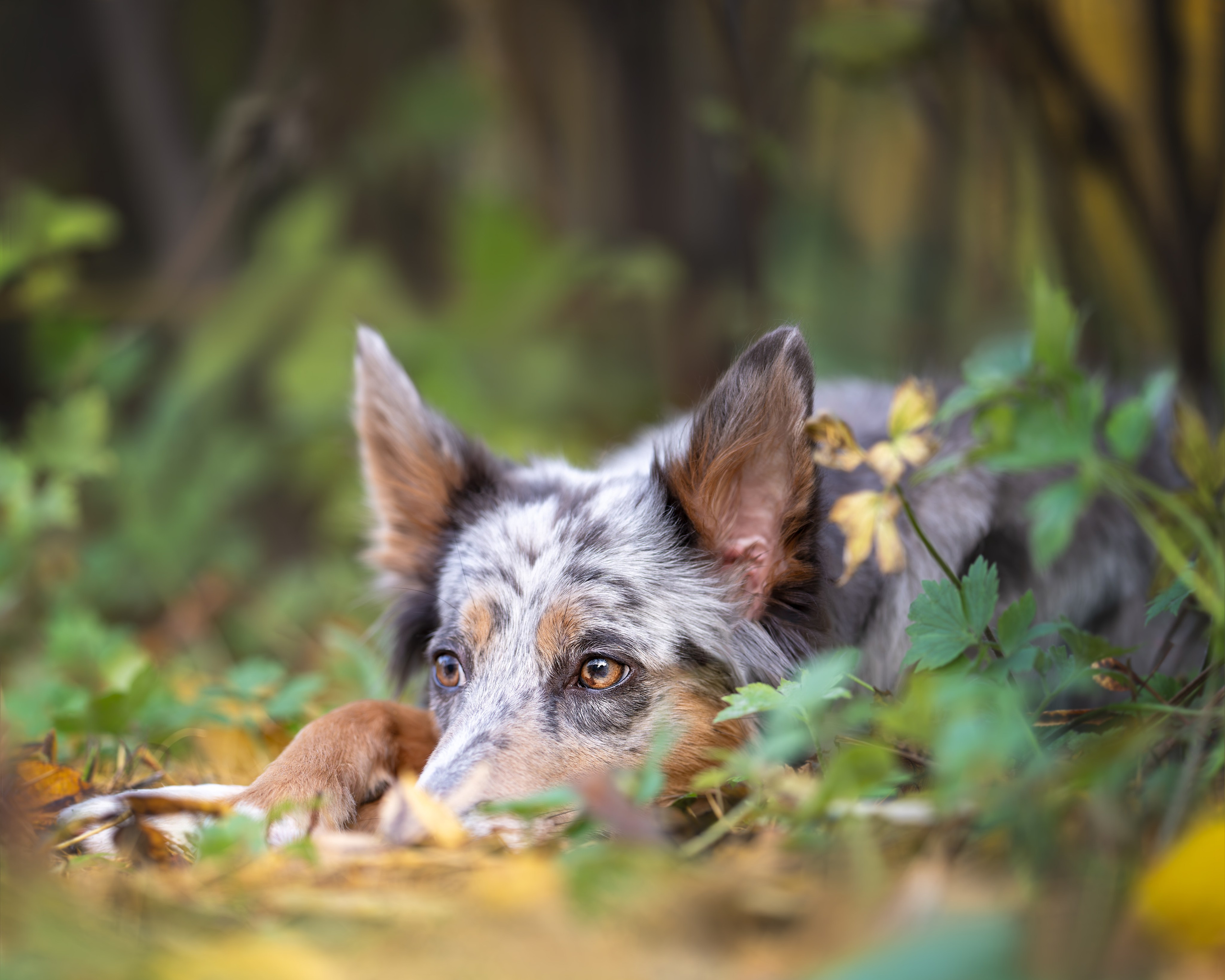 Бордер колли Флора. Главная