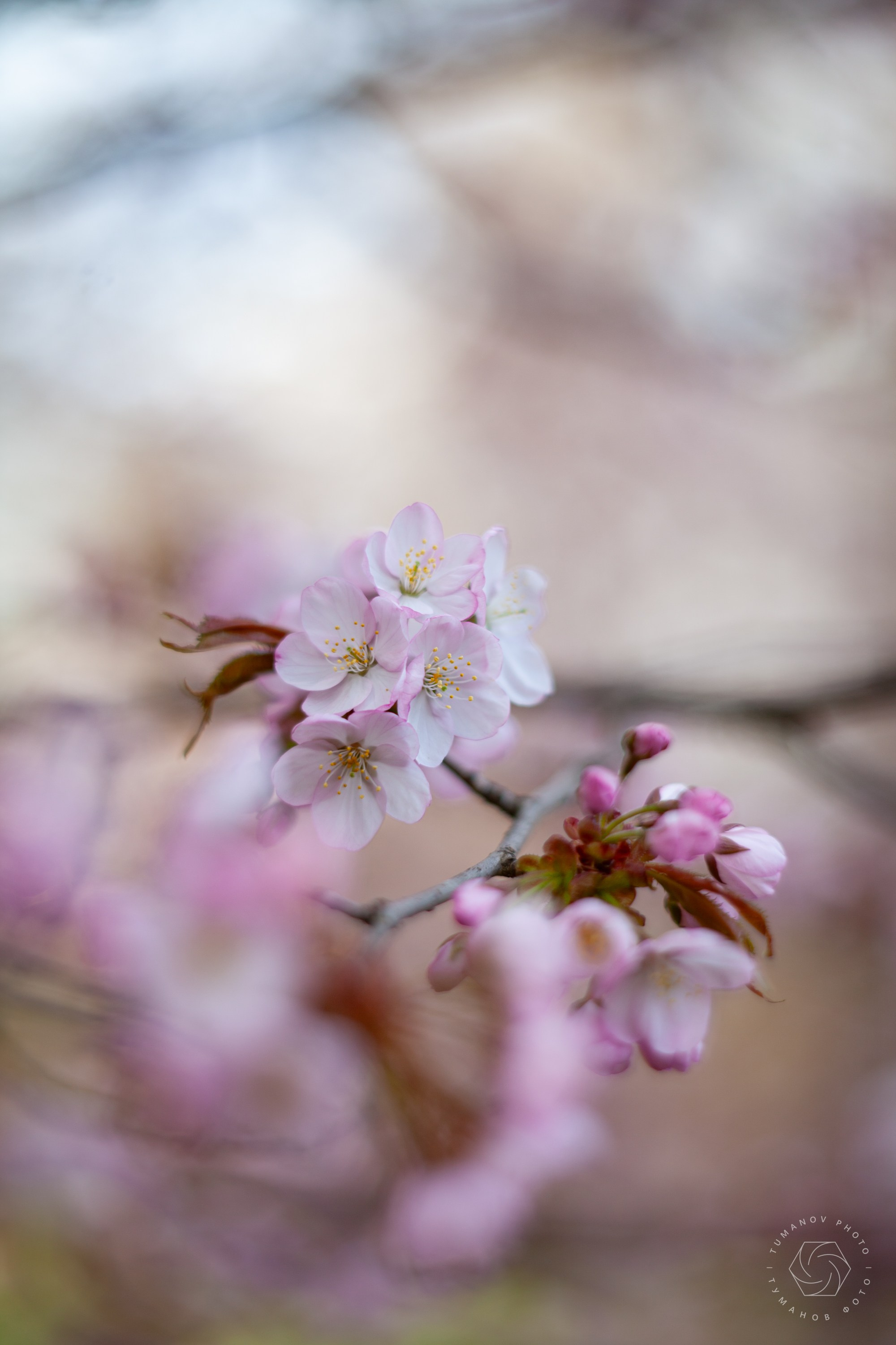 Первые дни ханами в Японском саду, который находится в Ботаническом саду им. Н. В. Цицина. Туманов Виталий — фотограф Москва