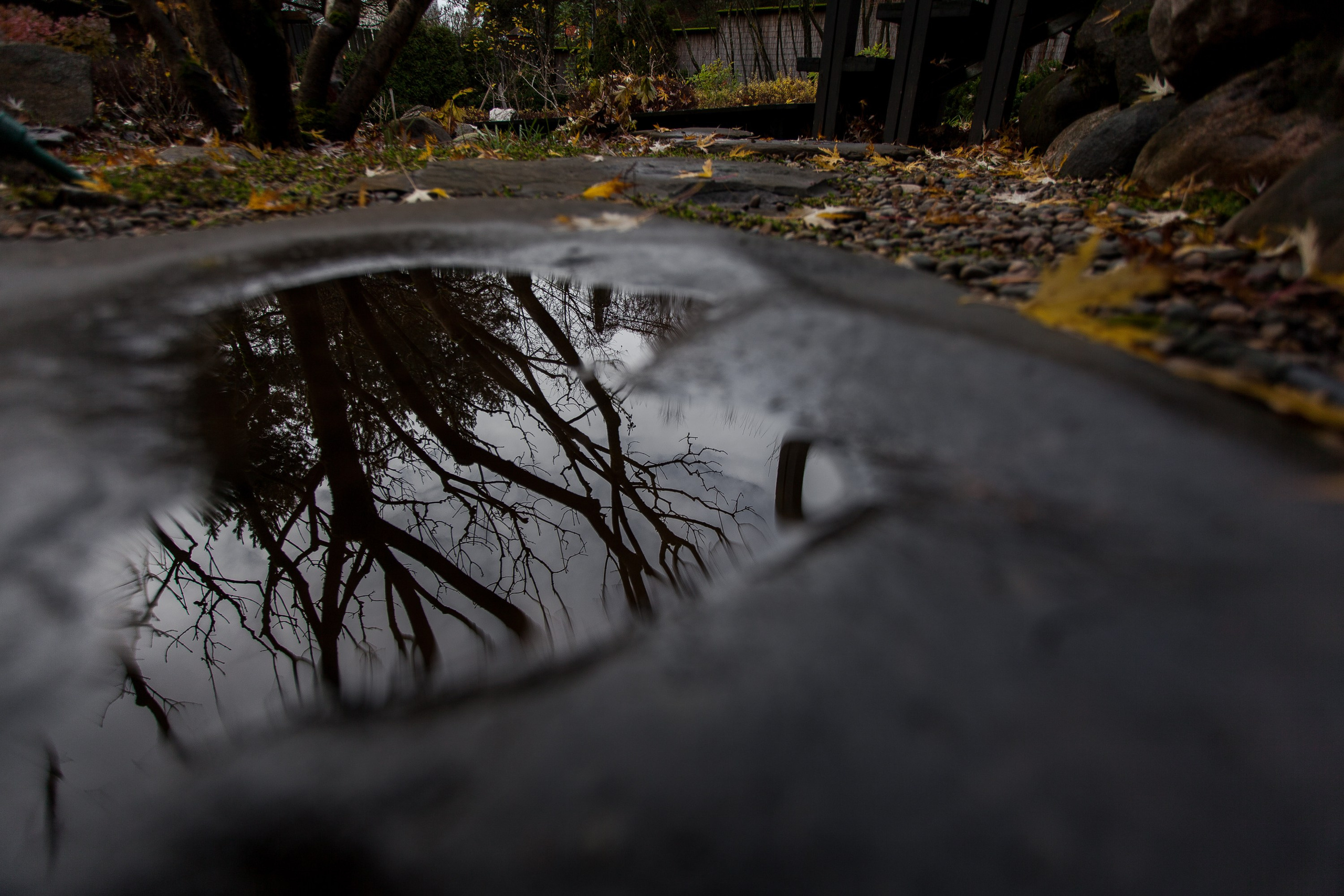 Личный сад Елены Асташкиной (осень). Фотограф Виталий Туманов. Туманов Виталий — фотограф Москва