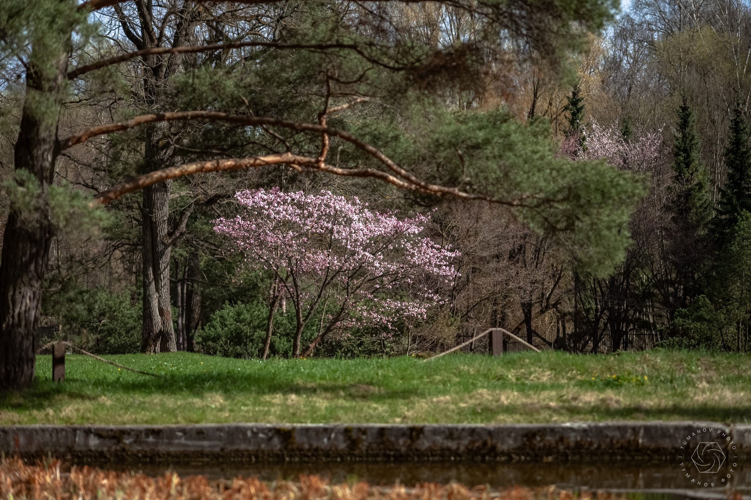 Первые дни ханами в Японском саду, который находится в Ботаническом саду им. Н. В. Цицина. Туманов Виталий — фотограф Москва