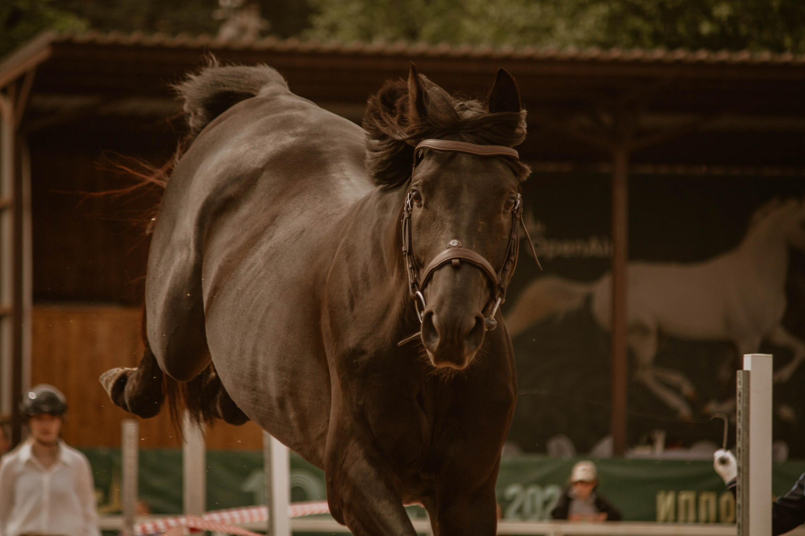 ИППОСФЕРА — Международная конная выставка. Создадим шедевр? Виталина и её фотоискусство