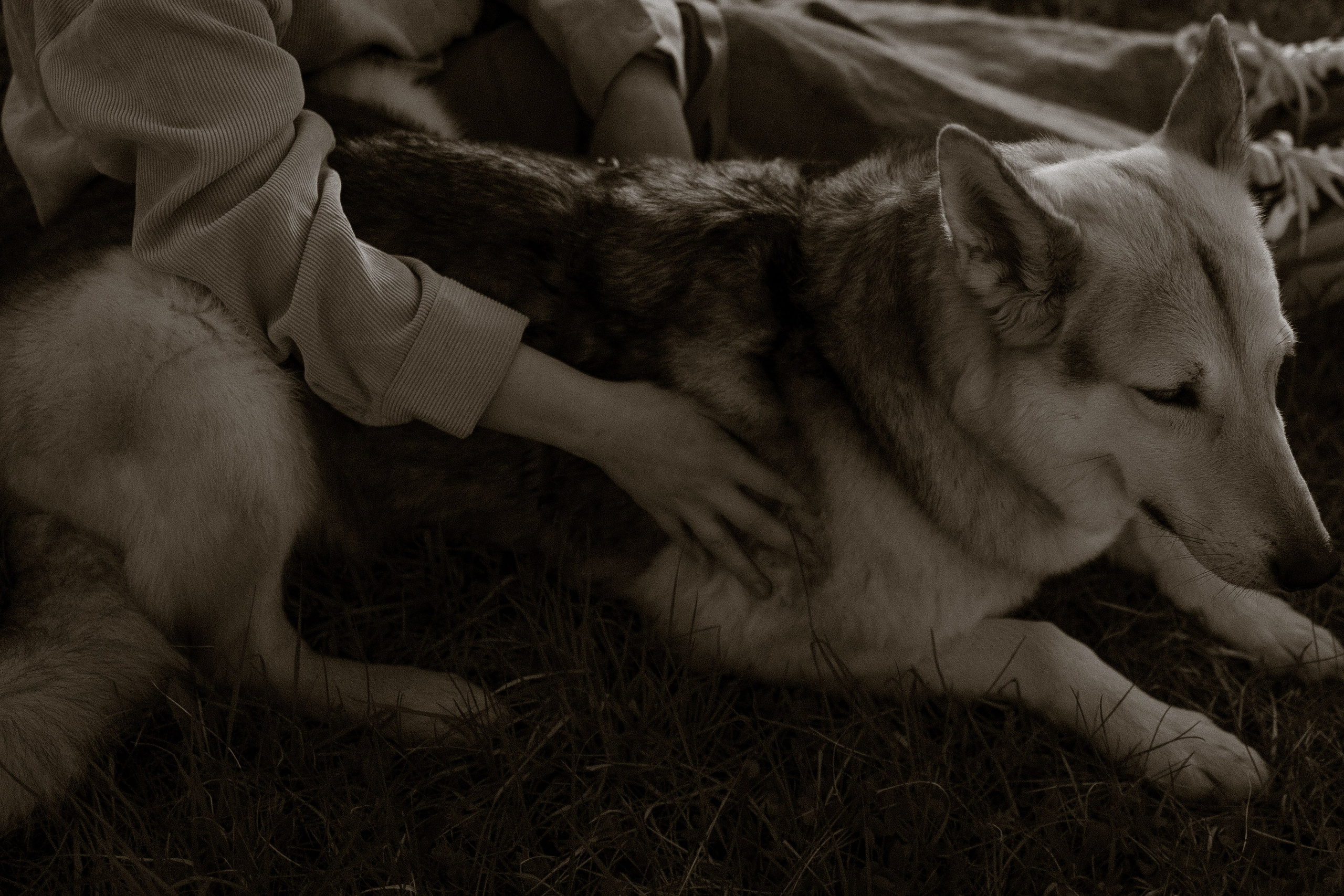 Саша и Зельда. Фотограф — Анималист | Санкт-Петербург