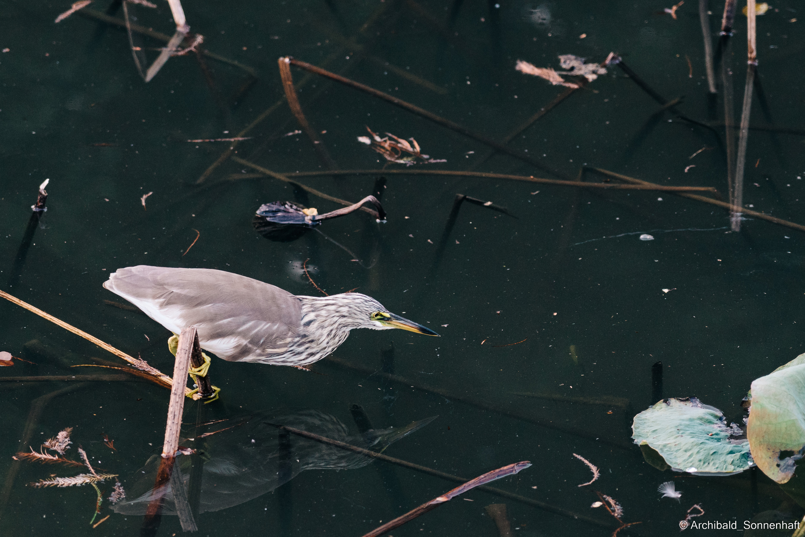 Guangzhou 18. Photographer in Guangzhou, China. Archibald Sonnenhaft