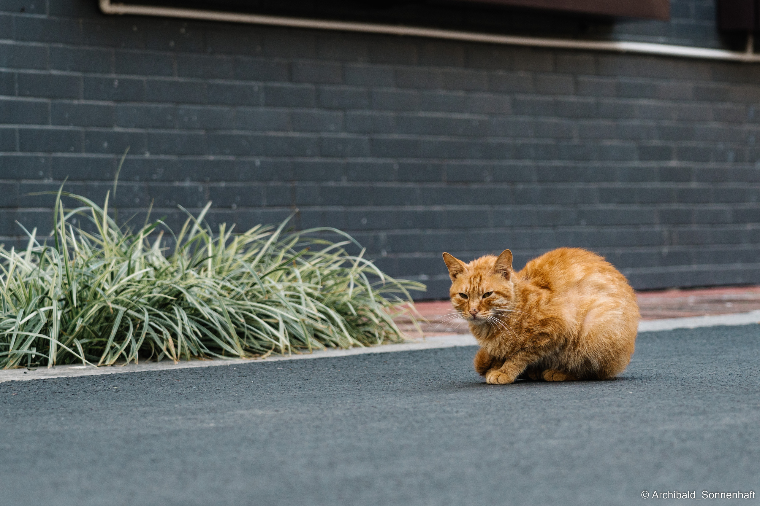 Guangzhou 18. Photographer in Guangzhou, China. Archibald Sonnenhaft
