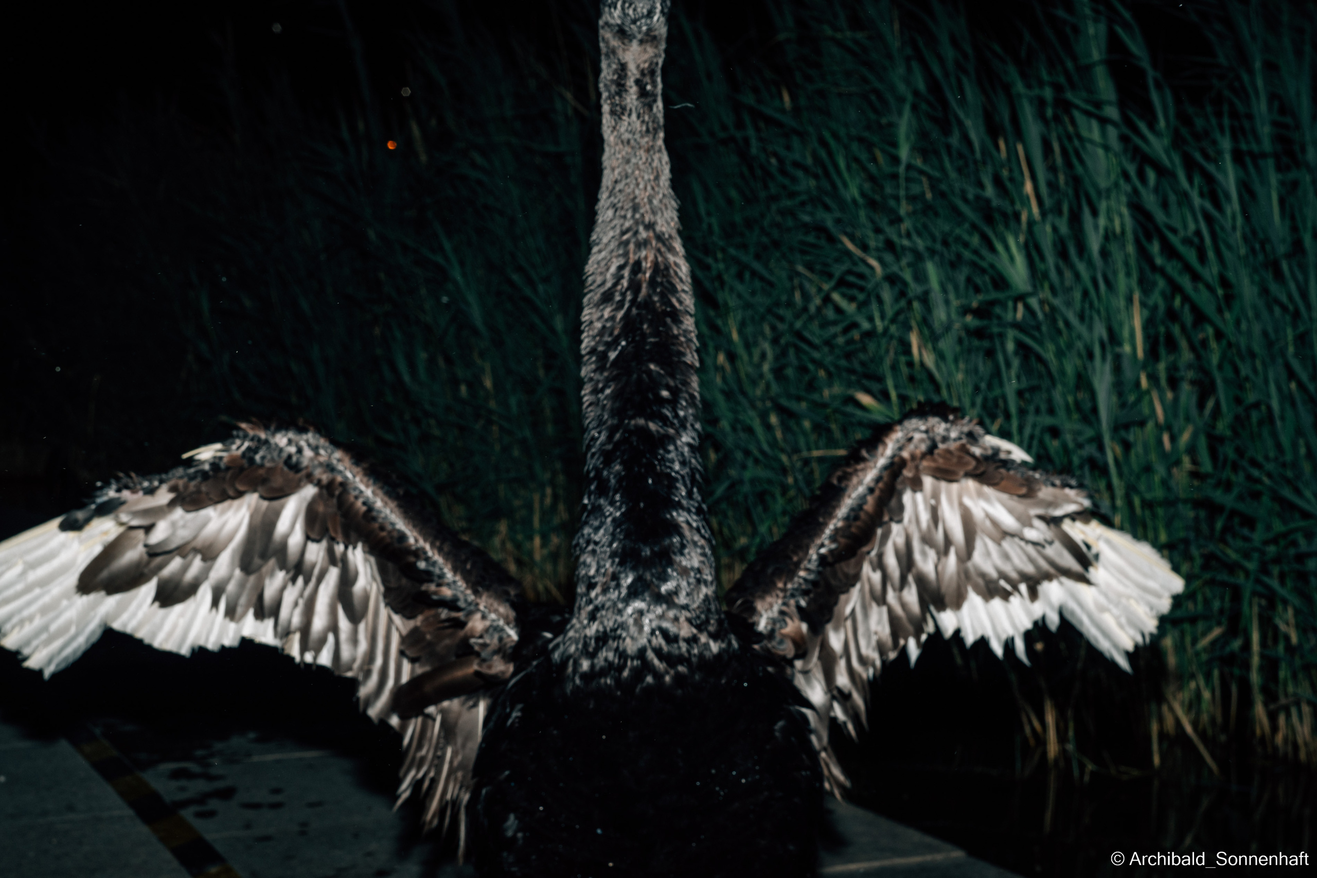 Calligraphy, Korean food and Black swans. Photographer in Guangzhou, China. Archibald Sonnenhaft