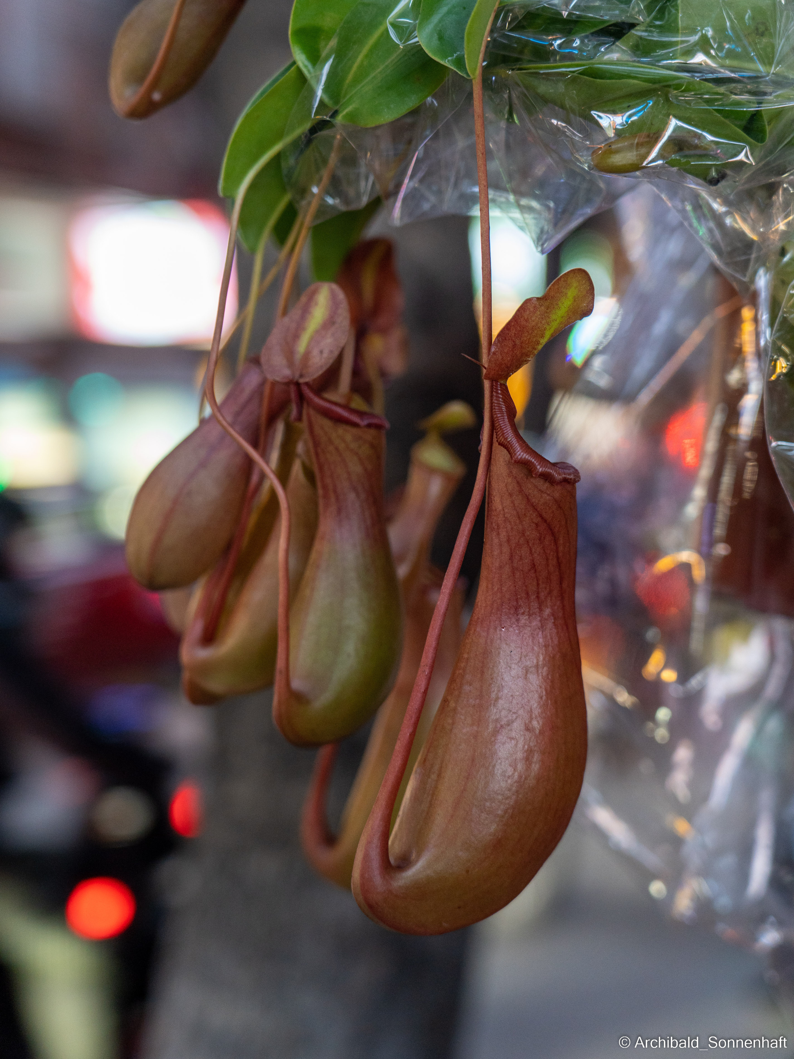 Clan Cheng and ShengJianBao. Photographer in Guangzhou, China. Archibald Sonnenhaft