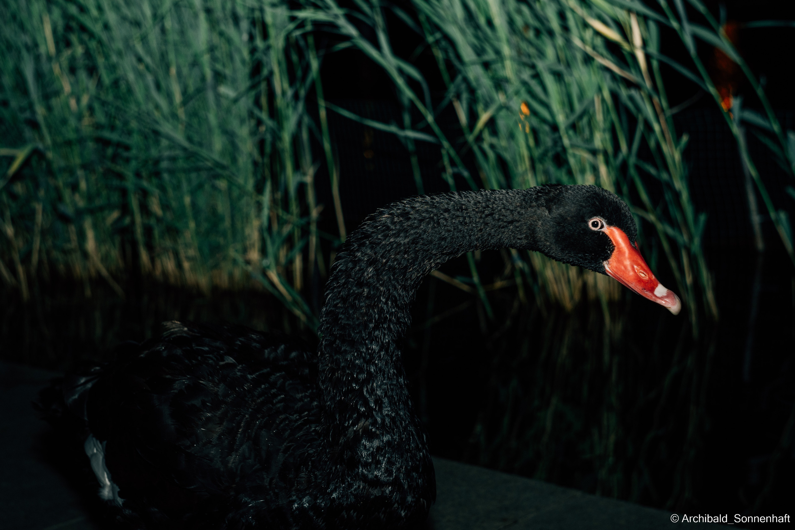 Calligraphy, Korean food and Black swans. Photographer in Guangzhou, China. Archibald Sonnenhaft