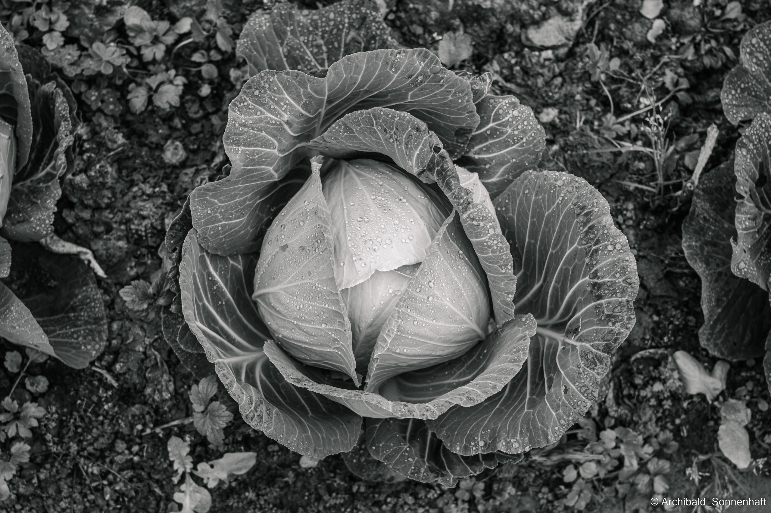 YangShuo2. Photographer in Guangzhou, China. Archibald Sonnenhaft