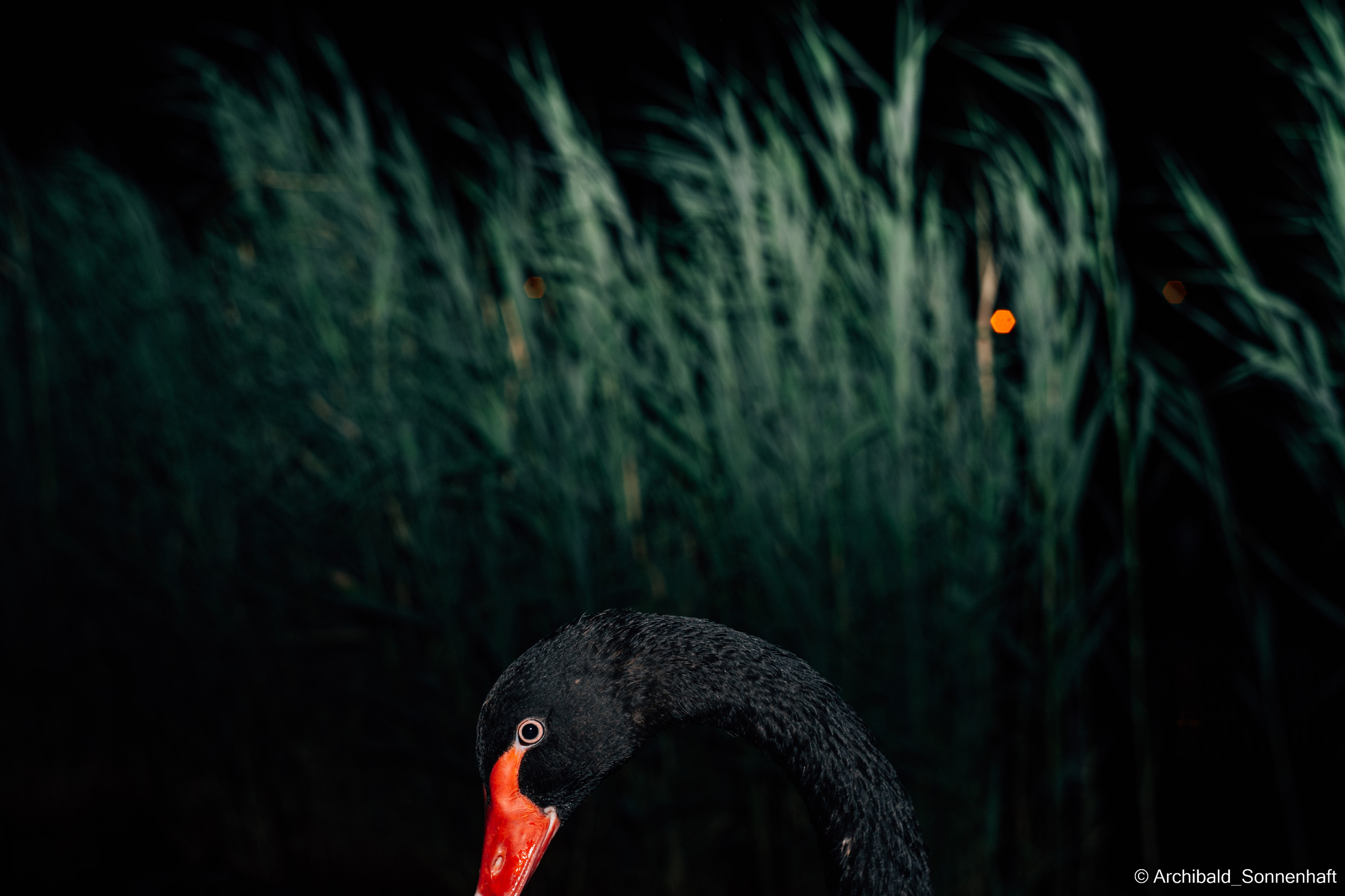 Calligraphy, Korean food and Black swans. Photographer in Guangzhou, China. Archibald Sonnenhaft