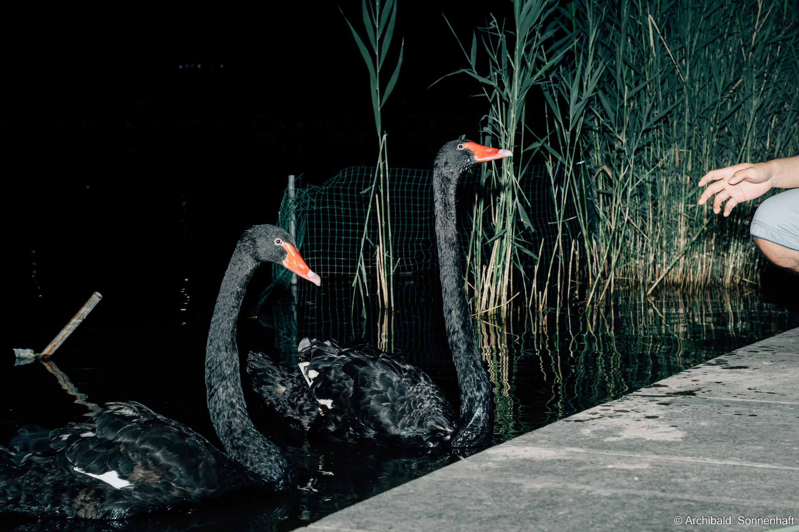 Calligraphy, Korean food and Black swans. Photographer in Guangzhou, China. Archibald Sonnenhaft