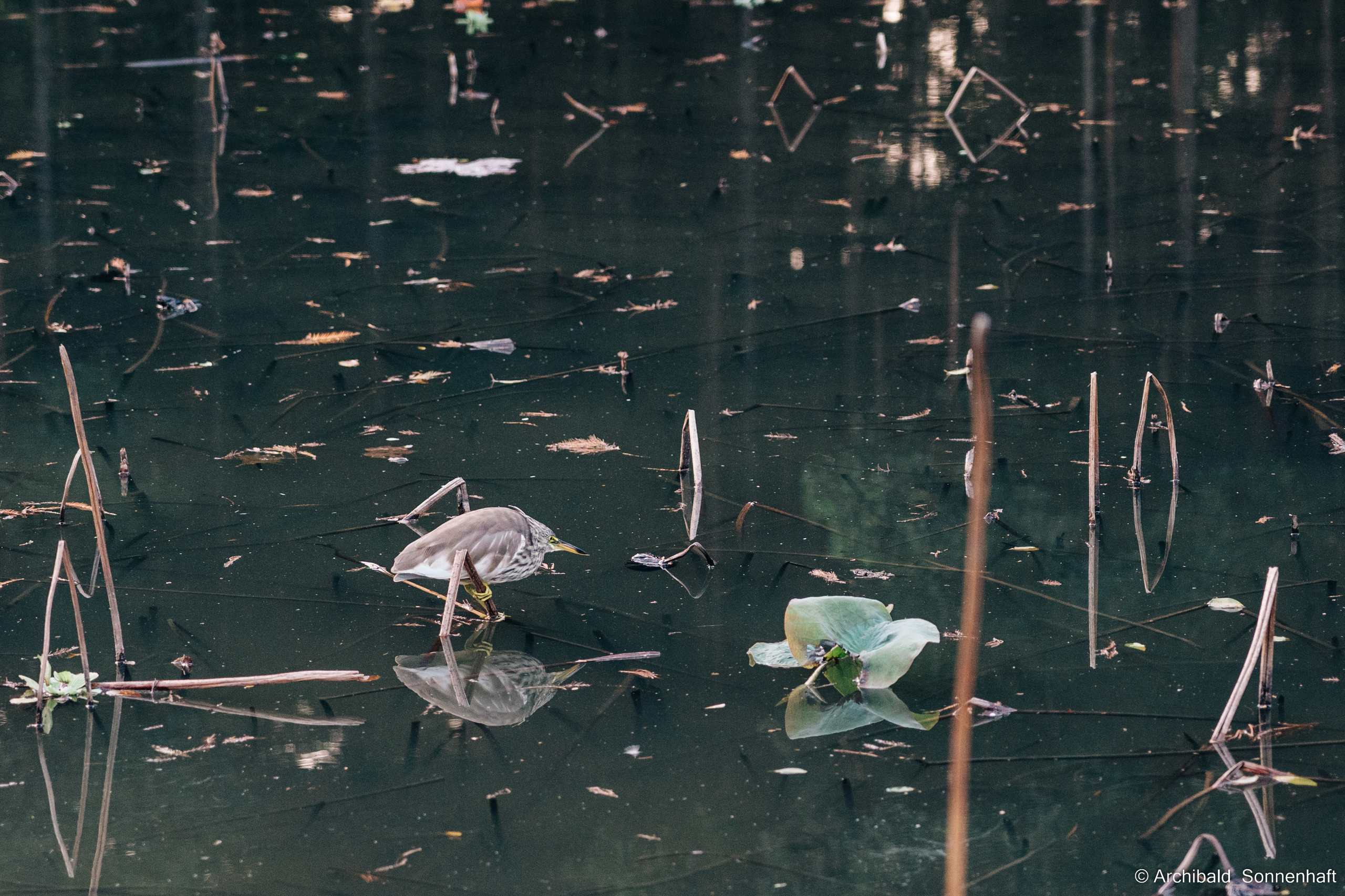 Guangzhou 18. Photographer in Guangzhou, China. Archibald Sonnenhaft
