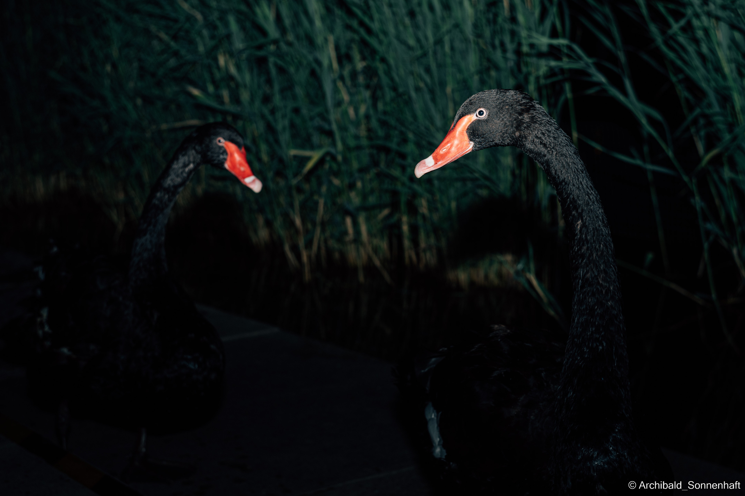 Calligraphy, Korean food and Black swans. Photographer in Guangzhou, China. Archibald Sonnenhaft