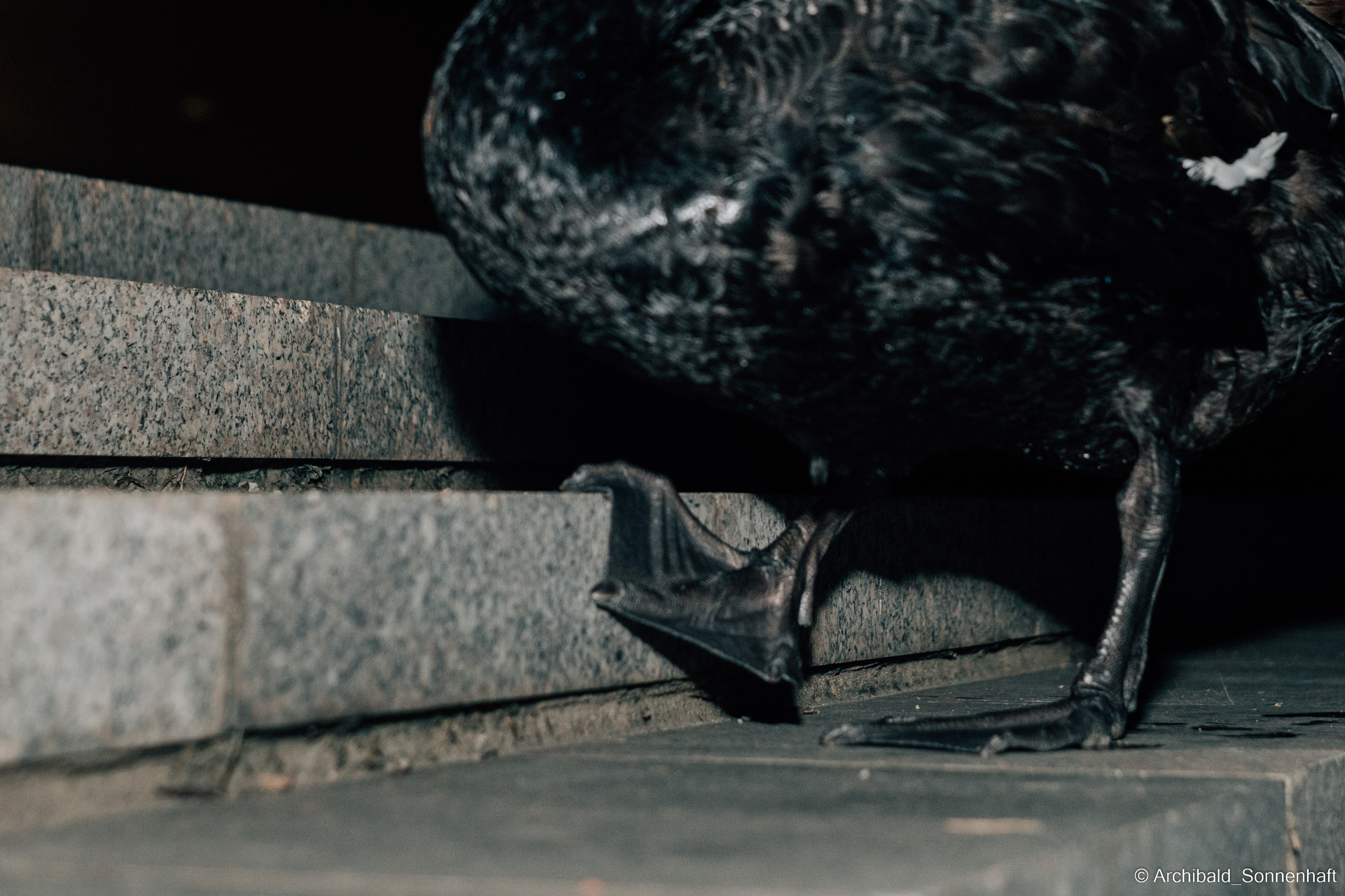 Calligraphy, Korean food and Black swans. Photographer in Guangzhou, China. Archibald Sonnenhaft