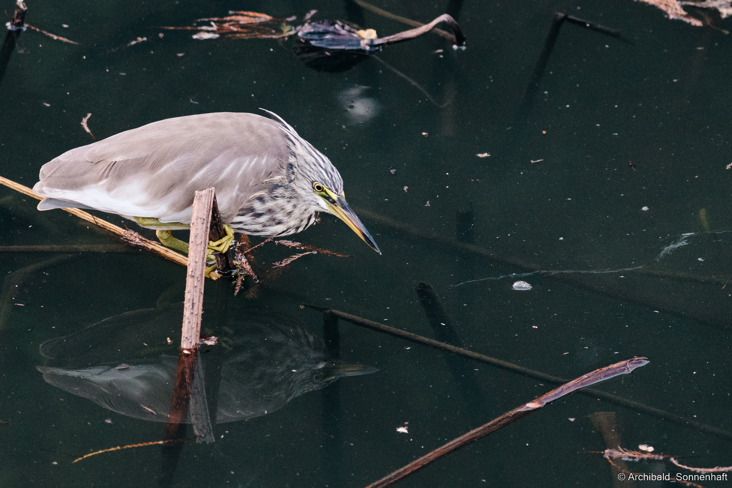 Guangzhou 18. Photographer in Guangzhou, China. Archibald Sonnenhaft